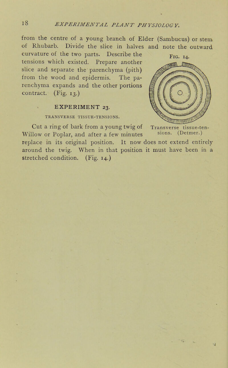 Fig. 14. from the centre of a young branch of Elder (Sambucus) or stem of Rhubarb. Divide the slice in halves and note the outward curvature of the two parts. Describe the tensions which existed. Prepare another slice and separate the parenchyma (pith) from the wood and epidermis. The pa- renchyma expands and the other portions contract. (Fig. 13.) * EXPERIMENT 23. TRANSVERSE TISSUE-TENSIONS. Cut a ring of bark from a young twig of Willow or Poplar, and after a few minutes replace in its original position. It now does not extend entirely around the twig. When in that position it must have been in a stretched condition. (Fig. 14.)