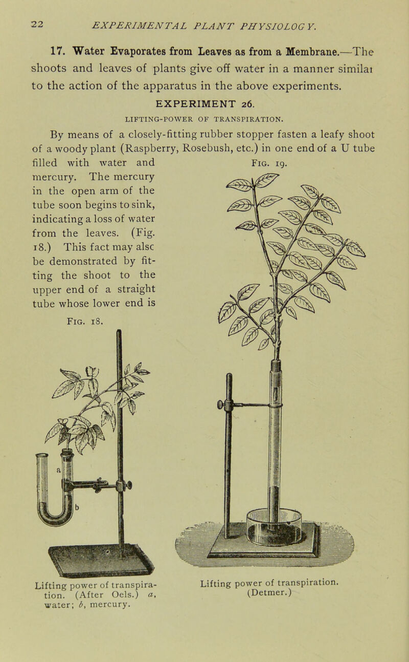 17. Water Evaporates from Leaves as from a Membrane.—The shoots and leaves of plants give off water in a manner similai to the action of the apparatus in the above experiments. EXPERIMENT 26. LIFTING-POWER OF TRANSPIRATION. By means of a closely-fitting rubber stopper fasten a leafy shoot of a woody plant (Raspberry, Rosebush, etc.) in one end of a U tube filled with water and Fig. 19. mercury. The mercury in the open arm of the tube soon begins to sink, indicating a loss of water from the leaves. (Fig. 18.) This fact may also be demonstrated by fit- ting the shoot to the upper end of a straight tube whose lower end is Fig. 18. Lifting power of transpira- tion. (After Oels.) a, water; b, mercury. Lifting power of transpiration. (Detmer.)