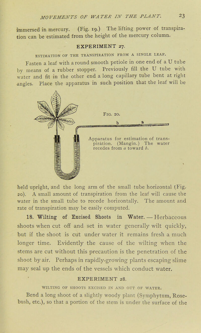 immersed in mercury. (Fig. 19.) The lifting power of transpira- tion can be estimated from the height of the mercury column. EXPERIMENT 27. ESTIMATION OF THE TRANSPIRATION FROM A SINGLE LEAF. Fasten a leaf with around smooth petiole in one end of a U tube by means of a rubber stopper. Previously fill the U tube with water and fit in the other end a long capillary tube bent at right angles. Place the apparatus in such position that the leaf will be held upright, and the long arm of the small tube horizontal fFig. 20). A small amount of transpiration from the leaf will cause the water in the small tube to recede horizontally. The amount and rate of transpiration may be easily computed. 18. Wilting of Excised Shoots in Water.—Herbaceous shoots when cut off and set in water generally wilt quickly, but if the shoot is cut under water it remains fresh a much longer time. Evidently the cause of the wilting when the stems are cut without this precaution is the penetration of the shoot by air. Perhaps in rapidly-growing plants escaping slime may seal up the ends of the vessels which conduct water. EXPERIMENT 28. WILTING OF SHOOTS EXCISED IN AND OUT OF WATER. Bend a long shoot of a slightly woody plant (Symphytum, Rose- bush, etc.), so that a portion of the stem is under the surface of the