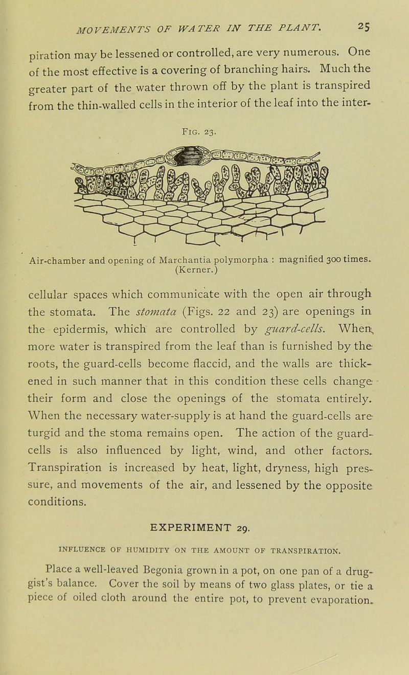 piration may be lessened or controlled, are very numerous. One of the most effective is a covering of branching hairs. Much the greater part of the water thrown off by the plant is transpired from the thin-walled cells in the interior of the leaf into the inter- Fig. 23. Air-chamber and opening of Marchantia polymorpha : magnified 300 times. (Kerner.) cellular spaces which communicate with the open air through the stomata. The stomata (Figs. 22 and 23) are openings in the epidermis, which are controlled by guard-cells. When, more water is transpired from the leaf than is furnished by the roots, the guard-cells become flaccid, and the walls are thick- ened in such manner that in this condition these cells change their form and close the openings of the stomata entirely. When the necessary water-supply is at hand the guard-cells are- turgid and the stoma remains open. The action of the guard- cells is also influenced by light, wind, and other factors. Transpiration is increased by heat, light, dryness, high pres- sure, and movements of the air, and lessened by the opposite conditions. EXPERIMENT 29. INFLUENCE OF HUMIDITY ON THE AMOUNT OF TRANSPIRATION. Place a well-leaved Begonia grown in a pot, on one pan of a drug- gist’s balance. Cover the soil by means of two glass plates, or tie a piece of oiled cloth around the entire pot, to prevent evaporation.