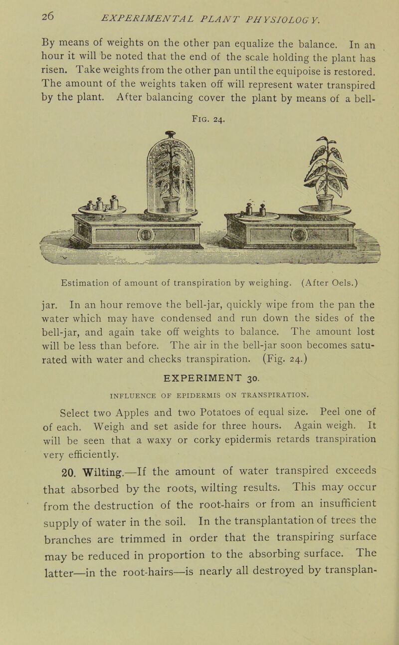 By means of weights on the other pan equalize the balance. In an hour it will be noted that the end of the scale holding the plant has risen. Take weights from the other pan until the equipoise is restored. The amount of the weights taken off will represent water transpired by the plant. After balancing cover the plant by means of a bell- Fig. 24. Estimation of amount of transpiration by weighing. (After Oels.) jar. In an hour remove the bell-jar, quickly wipe from the pan the water which may have condensed and run down the sides of the bell-jar, and again take off weights to balance. The amount lost will be less than before. The air in the bell-jar soon becomes satu- rated with water and checks transpiration. (Fig. 24.) EXPERIMENT 30. INFLUENCE OF EPIDERMIS ON TRANSPIRATION. Select two Apples and two Potatoes of equal size. Peel one of of each. Weigh and set aside for three hours. Again weigh. It will be seen that a waxy or corky epidermis retards transpiration very efficiently. 20. Wilting.—If the amount of water transpired exceeds that absorbed by the roots, wilting results. This may occur from the destruction of the root-hairs or from an insufficient supply of water in the soil. In the transplantation of trees the branches are trimmed in order that the transpiring surface may be reduced in proportion to the absorbing surface. The latter—in the root-hairs—is nearly all destroyed by transplan-