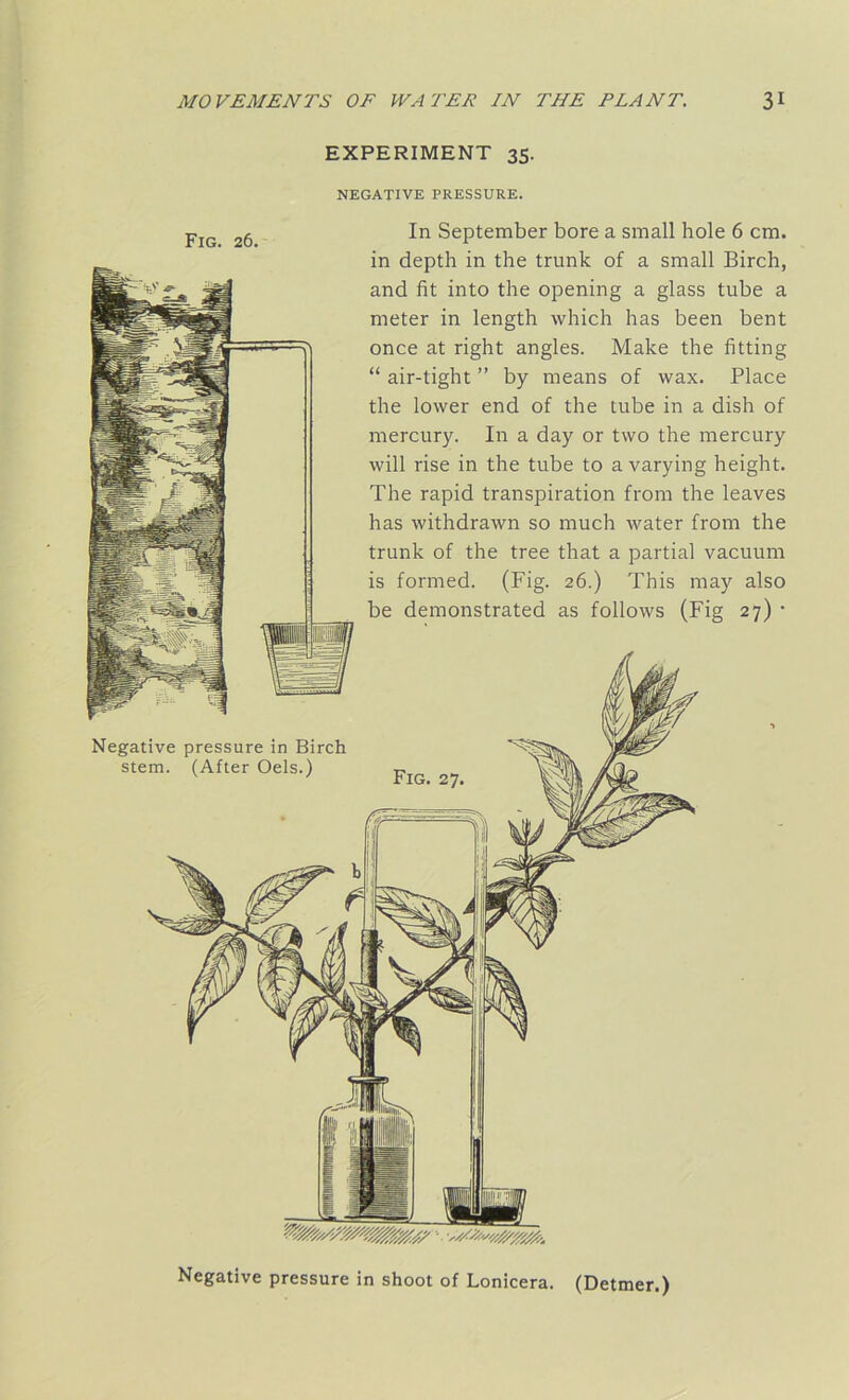 EXPERIMENT 35. NEGATIVE PRESSURE. Fig. 26. In September bore a small hole 6 cm. in depth in the trunk of a small Birch, and fit into the opening a glass tube a meter in length which has been bent once at right angles. Make the fitting “ air-tight ” by means of wax. Place the lower end of the tube in a dish of mercury. In a day or two the mercury will rise in the tube to a varying height. The rapid transpiration from the leaves has withdrawn so much water from the trunk of the tree that a partial vacuum is formed. (Fig. 26.) This may also be demonstrated as follows (Fig 27) • Negative pressure in Birch stem. (After Oels.) Fig. 27. Negative pressure in shoot of Lonicera. (Detmer.)