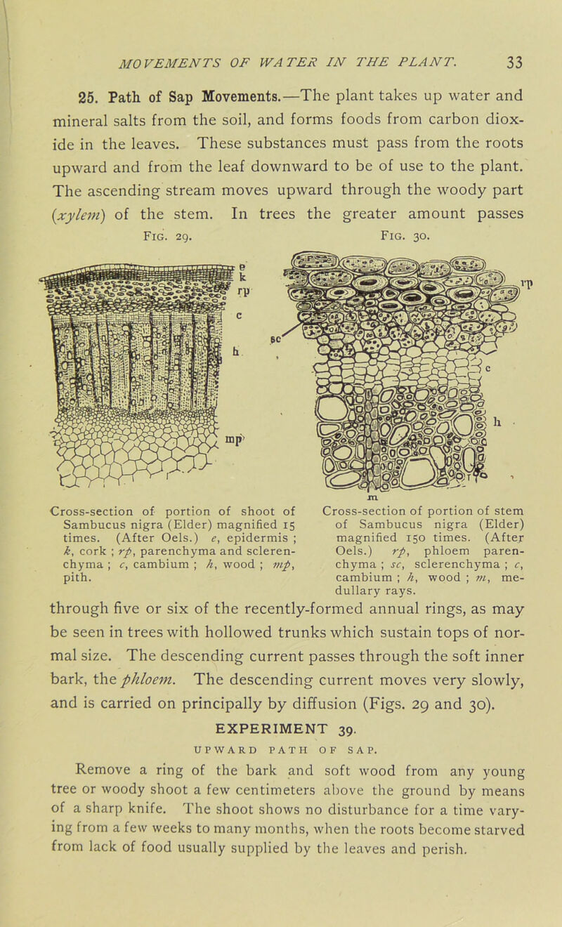 25. Path, of Sap Movements.—The plant takes up water and mineral salts from the soil, and forms foods from carbon diox- ide in the leaves. These substances must pass from the roots upward and from the leaf downward to be of use to the plant. The ascending stream moves upward through the woody part (xylem) of the stem. In trees the greater amount passes Fig. 29. Fig. 30. Cross-section of portion of shoot of Sambucus nigra (Elder) magnified 15 times. (After Oels.) e, epidermis ; k, cork ; rp, parenchyma and scleren- chyma ; c, cambium ; h, wood ; mp, pith. Cross-section of portion of stem of Sambucus nigra (Elder) magnified 150 times. (After Oels.) rp, phloem paren- chyma ; sc, sclerenchyma ; c, cambium ; h, wood ; m, me- dullary rays. through five or six of the recently-formed annual rings, as may be seen in trees with hollowed trunks which sustain tops of nor- mal size. The descending current passes through the soft inner bark, the phloem. The descending current moves very slowly, and is carried on principally by diffusion (Figs. 29 and 30). EXPERIMENT 39. UPWARD PATH OF SAP. Remove a ring of the bark and soft wood from any young tree or woody shoot a few centimeters above the ground by means of a sharp knife. The shoot shows no disturbance for a time vary- ing from a few weeks to many months, when the roots become starved from lack of food usually supplied by the leaves and perish.