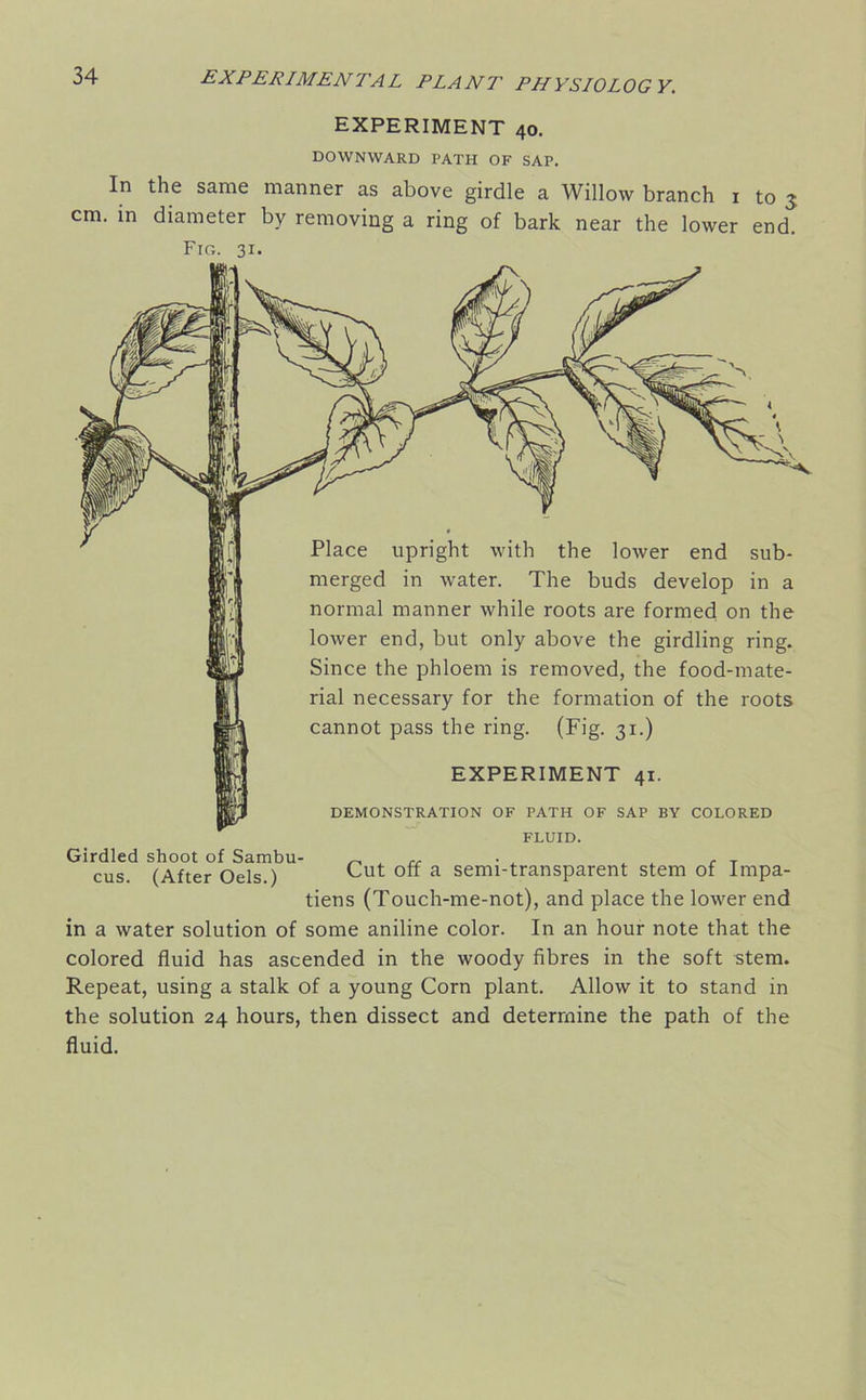 EXPERIMENT 40. DOWNWARD PATH OF SAP. In the same manner as above girdle a Willow branch 1 to 3 cm. in diameter by removing a ring of bark near the lower end. Fig. 31. Place upright with the lower end sub- merged in water. The buds develop in a normal manner while roots are formed on the lower end, but only above the girdling ring. Since the phloem is removed, the food-mate- rial necessary for the formation of the roots cannot pass the ring. (Fig. 31.) EXPERIMENT 41. DEMONSTRATION OF PATH OF SAP BY COLORED FLUID. Girdled shoot of Sambu- „ , ce . , , rT cus. (After Oels.) Cut off a semi-transparent stem of Impa- tiens (Touch-me-not), and place the lower end in a water solution of some aniline color. In an hour note that the colored fluid has ascended in the woody fibres in the soft stem. Repeat, using a stalk of a young Corn plant. Allow it to stand in the solution 24 hours, then dissect and determine the path of the fluid.