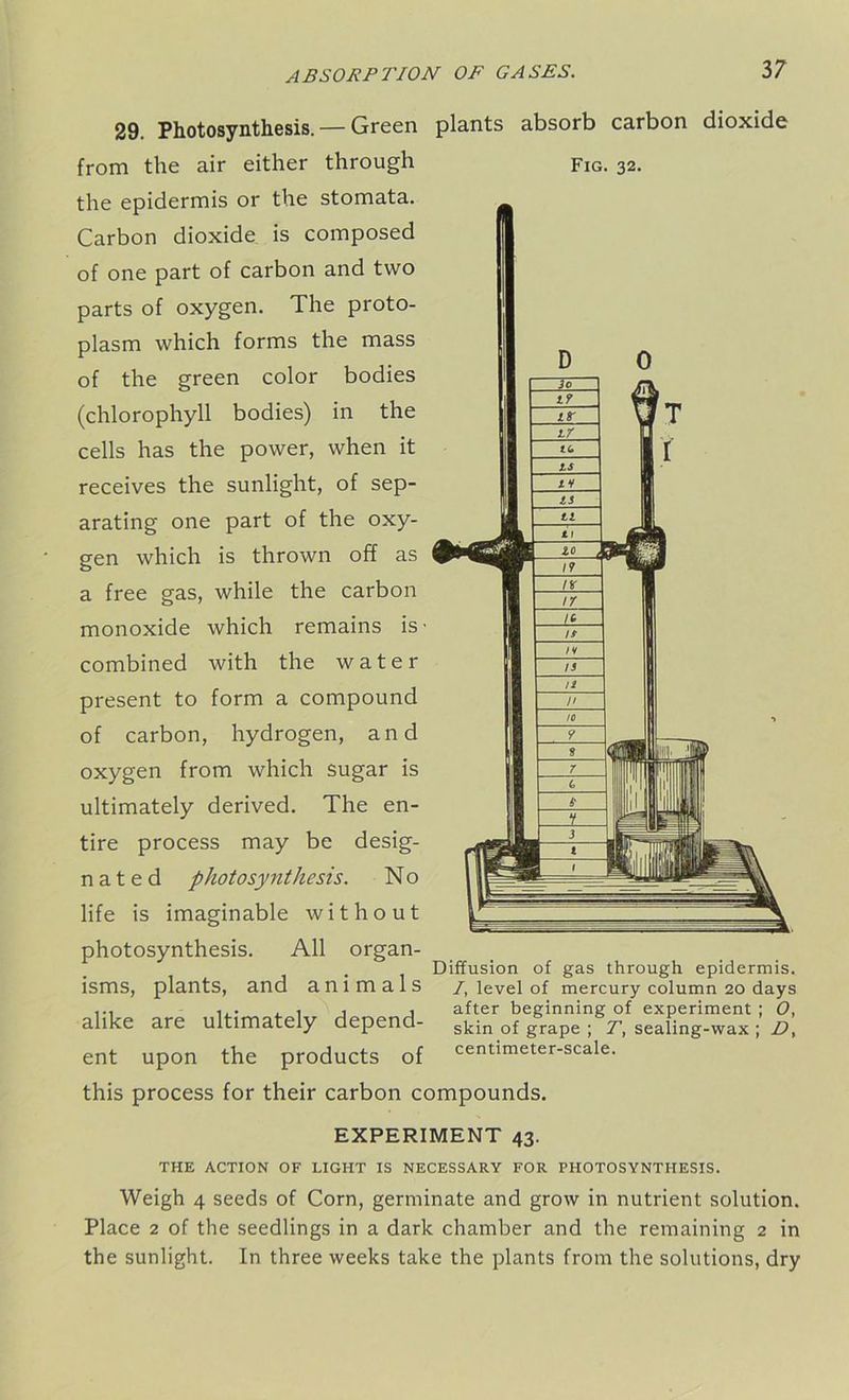 Photosynthesis. — Green plants absorb carbon dioxide Fig. 32. 29 from the air either through the epidermis or the stomata. Carbon dioxide is composed of one part of carbon and two parts of oxygen. The proto- plasm which forms the mass of the green color bodies (chlorophyll bodies) in the cells has the power, when it receives the sunlight, of sep- arating one part of the oxy- gen which is thrown off as a free gas, while the carbon monoxide which remains is' combined with the water present to form a compound of carbon, hydrogen, and oxygen from which sugar is ultimately derived. The en- tire process may be desig- nated photosynthesis. No life is imaginable without photosynthesis. All organ- isms, plants, and animals alike are ultimately depend- ent upon the products of this process for their carbon compounds. EXPERIMENT 43. THE ACTION OF LIGHT IS NECESSARY FOR PHOTOSYNTHESIS. Weigh 4 seeds of Corn, germinate and grow in nutrient solution. Place 2 of the seedlings in a dark chamber and the remaining 2 in the sunlight. In three weeks take the plants from the solutions, dry 3o 17 1ST L7 tu is tv IS LI LI 10 , 17 IV 17 It IS /V IS n n to y S 7 4 6' v 3 Diffusion of gas through epidermis. /, level of mercury column 20 days after beginning of experiment ; O, skin of grape ; T, sealing-wax ; D, centimeter-scale.
