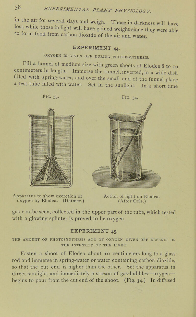 in the air for several days and weigh. Those in darkness will have ost, while those in light will have gained weight since they were able to form food from carbon dioxide of the air and water. EXPERIMENT 44. OXYGEN IS GIVEN OFF DURING PHOTOSYNTHESIS. Fill a funnel of medium size with green shoots of Elodea 8 to 10 centimeters in length. Immerse the funnel, inverted, in a wide dish filled with spring-water, and over the small end of the funnel place a test-tube filled with water. Set in the sunlight. In a short time Fig. 33. Fig. 34. Apparatus to show excretion ot Action of light on Elodea. oxygen by Elodea. (Detmer.) (After Oels.) gas can be seen, collected in the upper part of the tube, which tested with a glowing splinter is proved to be oxygen. EXPERIMENT 45. THE AMOUNT OF PHOTOSYNTHESIS AND OF OXYGEN GIVEN OFF DEPENDS ON THE INTENSITY OF THE LIGHT. Fasten a shoot of Elodea about 10 centimeters long to a glass rod and immerse in spring-water or water containing carbon dioxide, so that the cut end is higher than the other. Set the apparatus in direct sunlight, and immediately a stream of gas-bubbles—oxygen— begins to pour from the cut end of the shoot. (Fig. 34.) In diffused