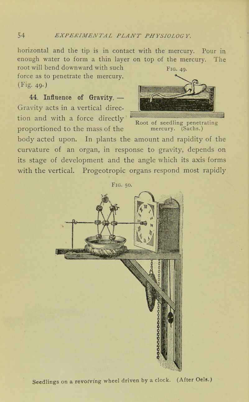 horizontal and the tip is in contact with the mercury. Pour in enough water to form a thin layer on top of the mercury. The root will bend downward with such Fig. 49. force as to penetrate the mercury. (Fig- 49-) 44. Influence of Gravity. — Gravity acts in a vertical direc- tion and with a force directly **** Root of seedling penetrating proportioned to the mass of the mercury. (Sachs.) body acted upon. In plants the amount and rapidity of the curvature of an organ, in response to gravity, depends on its stage of development and the angle which its axis forms with the vertical. Progeotropic organs respond most rapidly Seedlings on a revolving wheel driven by a clock. (After Oels.) Fig. 50.