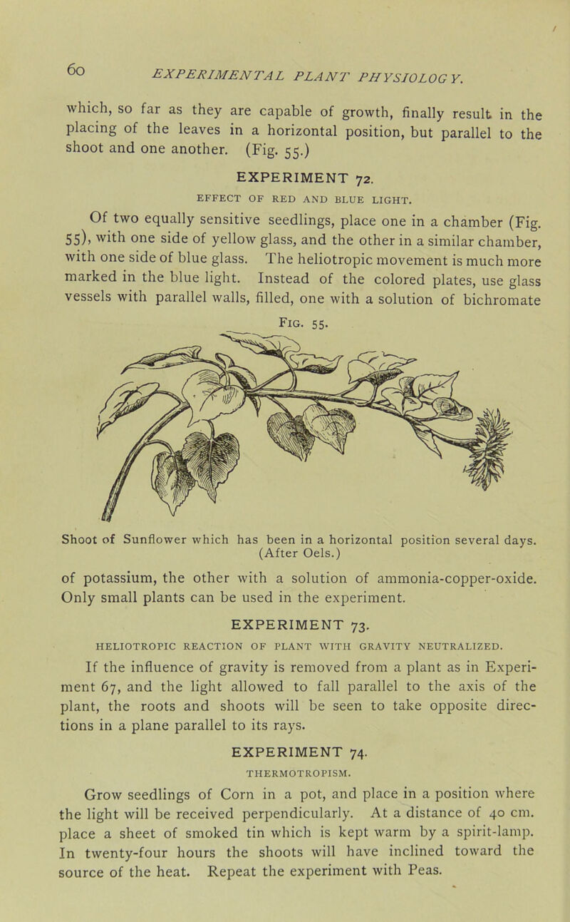 which, so far as they are capable of growth, finally result in the placing of the leaves in a horizontal position, but parallel to the shoot and one another. (Fig. 55.) EXPERIMENT 72. EFFECT OF RED AND BLUE LIGHT. Of two equally sensitive seedlings, place one in a chamber (Fig. 55), with one side of yellow glass, and the other in a similar chamber, with one side of blue glass. The heliotropic movement is much more marked in the blue light. Instead of the colored plates, use glass vessels with parallel walls, filled, one with a solution of bichromate Fig. 55. Shoot of Sunflower which has been in a horizontal position several days. (After Oels.) of potassium, the other with a solution of ammonia-copper-oxide. Only small plants can be used in the experiment. EXPERIMENT 73. HELIOTROPIC REACTION OF PLANT WITH GRAVITY NEUTRALIZED. If the influence of gravity is removed from a plant as in Experi- ment 67, and the light allowed to fall parallel to the axis of the plant, the roots and shoots will be seen to take opposite direc- tions in a plane parallel to its rays. EXPERIMENT 74. THERMOTROPISM. Grow seedlings of Corn in a pot, and place in a position where the light will be received perpendicularly. At a distance of 40 cm. place a sheet of smoked tin which is kept warm by a spirit-lamp. In twenty-four hours the shoots will have inclined toward the source of the heat. Repeat the experiment with Peas.