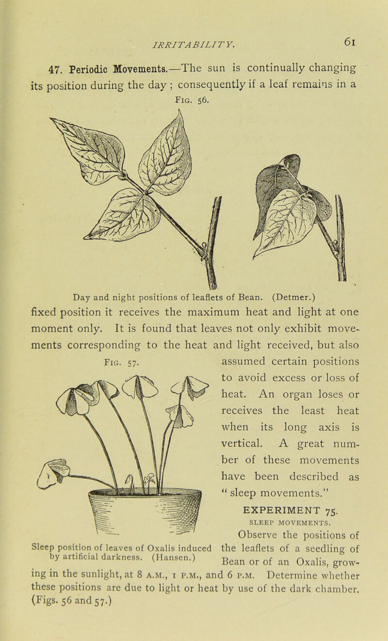 47. Periodic Movements.—The sun is continually changing its position during the day ; consequently if a leaf remains in a Fig. 56. fixed position it receives the maximum heat and light at one moment only. It is found that leaves not only exhibit move- ments corresponding to the heat and light received, but also assumed certain positions to avoid excess or loss of heat. An organ loses or receives the least heat when its long axis is vertical. A great num- ber of these movements have been described as “ sleep movements.” EXPERIMENT 75. SLEEP MOVEMENTS. Observe the positions of Sleep position of leaves of Oxalis induced the leaflets of a seedling of by artificial darkness. (Hansen.) -n r r\ 3 ^ Bean or of an Oxalis, grow- ing in the sunlight, at 8 a.m., i p.m., and 6 p.m. Determine whether these positions are due to light or heat by use of the dark chamber. (Figs. 56 and 57.) Fig. 57-