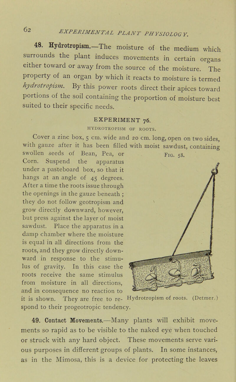 experimental plant physiology. 48. Hydrotropism.—The moisture of the medium which surrounds the plant induces movements in certain organs either toward or away from the source of the moisture. The property of an organ by which it reacts to moisture is termed hydrotropism. By this power roots direct their apices toward portions of the soil containing the proportion of moisture best suited to their specific needs. EXPERIMENT 76. HYDROTROPISM OF ROOTS. Cover a zinc box, 5 cm. wide and 20 cm. long, open on two sides, with gauze after it has been filled with moist sawdust, containing swollen seeds of Bean, Pea, or Fig. 58. Corn. Suspend the apparatus under a pasteboard box, so that it hangs at an angle of 45 degrees. After a time the roots issue through the openings in the gauze beneath ; they do not follow geotropism and grow directly downward, however, but press against the layer of moist sawdust. Place the apparatus in a damp chamber where the moisture is equal in all directions from the roots, and they grow directly down- ward in response to the stimu- lus of gravity. In this case the roots receive the same stimulus from moisture in all directions, and in consequence no reaction to it is shown. They are free to re- Hydrotropism of roots. (Detmer.) spond to their progeotropic tendency. 49. Contact Movements.—Many plants will exhibit move- ments so rapid as to be visible to the naked eye when touched or struck with any hard object. These movements serve vari- ous purposes in different groups of plants. In some instances, as in the Mimosa, this is a device for protecting the leaves