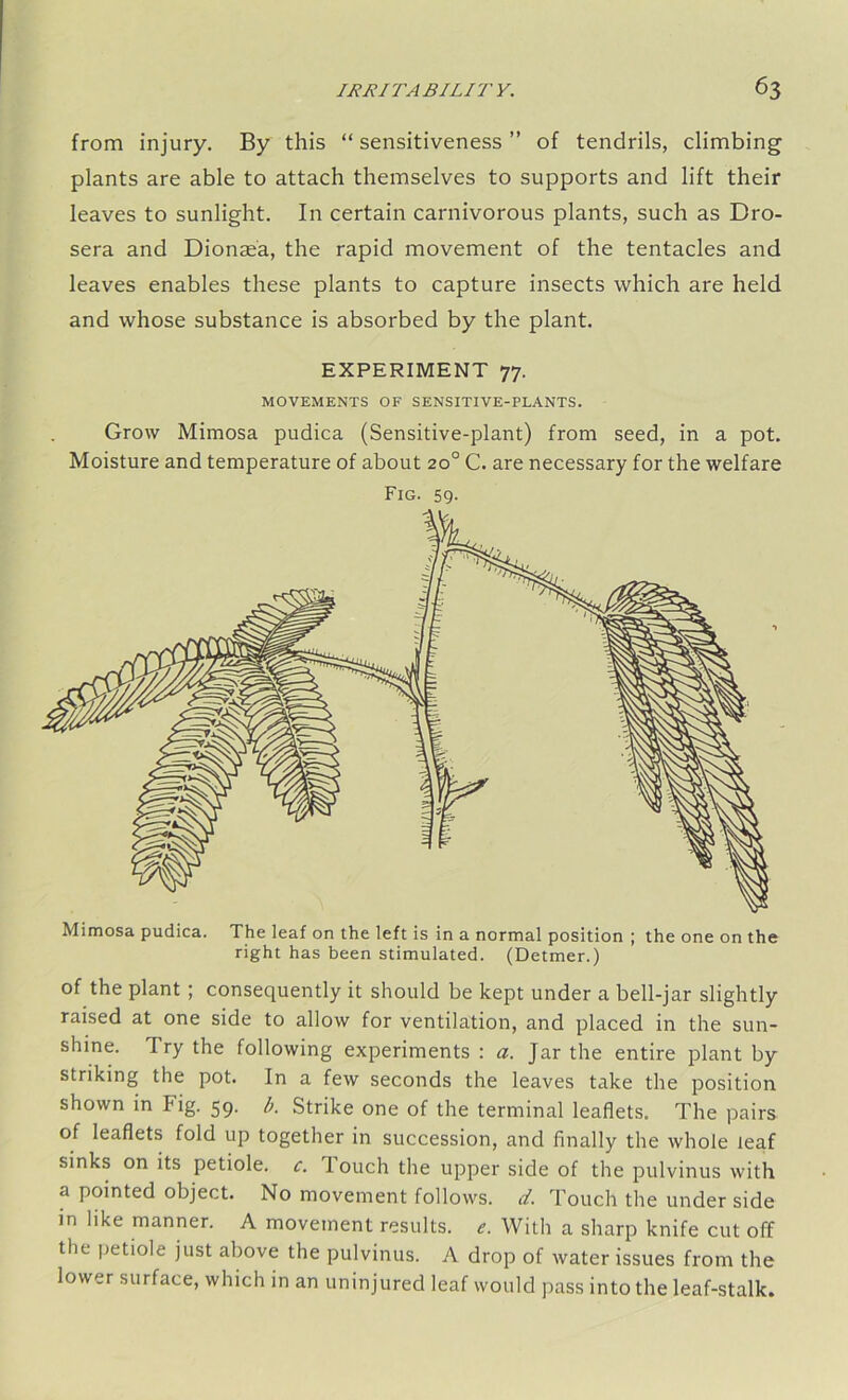 from injury. By this “ sensitiveness ” of tendrils, climbing plants are able to attach themselves to supports and lift their leaves to sunlight. In certain carnivorous plants, such as Dro- sera and Dionae'a, the rapid movement of the tentacles and leaves enables these plants to capture insects which are held and whose substance is absorbed by the plant. EXPERIMENT 77. MOVEMENTS OF SENSITIVE-PLANTS. Grow Mimosa pudica (Sensitive-plant) from seed, in a pot. Moisture and temperature of about 20° C. are necessary for the welfare Fig. 59- Mimosa pudica. The leaf on the left is in a normal position ; the one on the right has been stimulated. (Detmer.) of the plant ; consequently it should be kept under a bell-jar slightly raised at one side to allow for ventilation, and placed in the sun- shine. dry the following experiments : a. Jar the entire plant by striking the pot. In a few seconds the leaves take the position shown in Fig. 59. b. Strike one of the terminal leaflets. The pairs of leaflets fold up together in succession, and finally the whole leaf sinks on its petiole, c. louch the upper side of the pulvinus with a pointed object. No movement follows, cl. Touch the under side in like manner. A movement results, e. With a sharp knife cut off the petiole just above the pulvinus. A drop of water issues from the lower surface, which in an uninjured leaf would pass into the leaf-stalk.