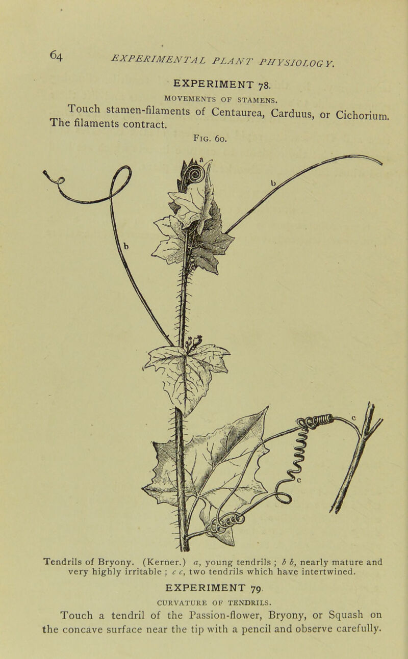 EXPERIMENT 78. MOVEMENTS OF STAMENS. Touch stamen-filaments of Centaurea, Carduus, or Cichorium. The filaments contract. Fig. 60. Tendrils of Bryony. (Kerner.) a, young tendrils ; b b, nearly mature and very highly irritable ; c c, two tendrils which have intertwined. EXPERIMENT 79 CURVATURE OF TENDRILS. Touch a tendril of the Passion-flower, Bryony, or Squash on the concave surface near the tip with a pencil and observe carefully.