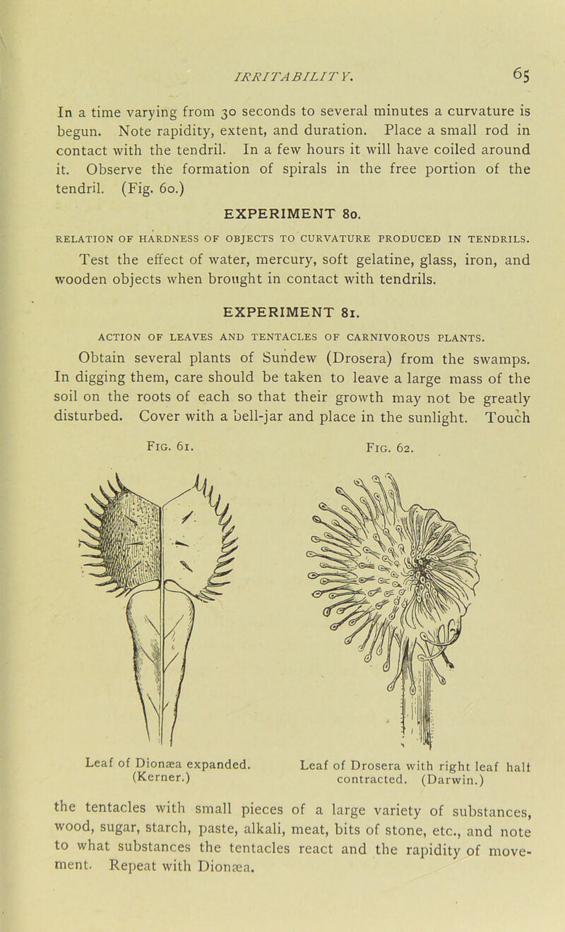In a time varying from 30 seconds to several minutes a curvature is begun. Note rapidity, extent, and duration. Place a small rod in contact with the tendril. In a few hours it will have coiled around it. Observe the formation of spirals in the free portion of the tendril. (Fig. 60.) EXPERIMENT 80. RELATION OF HARDNESS OF OBJECTS TO CURVATURE PRODUCED IN TENDRILS. Test the effect of water, mercury, soft gelatine, glass, iron, and wooden objects when brought in contact with tendrils. EXPERIMENT 81. ACTION OF LEAVES AND TENTACLES OF CARNIVOROUS PLANTS. Obtain several plants of Sundew (Drosera) from the swamps. In digging them, care should be taken to leave a large mass of the soil on the roots of each so that their growth may not be greatly disturbed. Cover with a bell-jar and place in the sunlight. Touch Fig. 61. Fig. 62. Leaf of Diontea expanded. (Kerner.) Leaf of Drosera with right leaf halt contracted. (Darwin.) the tentacles with small pieces of a large variety of substances, wood, sugar, starch, paste, alkali, meat, bits of stone, etc., and note to what substances the tentacles react and the rapidity of move- ment. Repeat with Diontea.