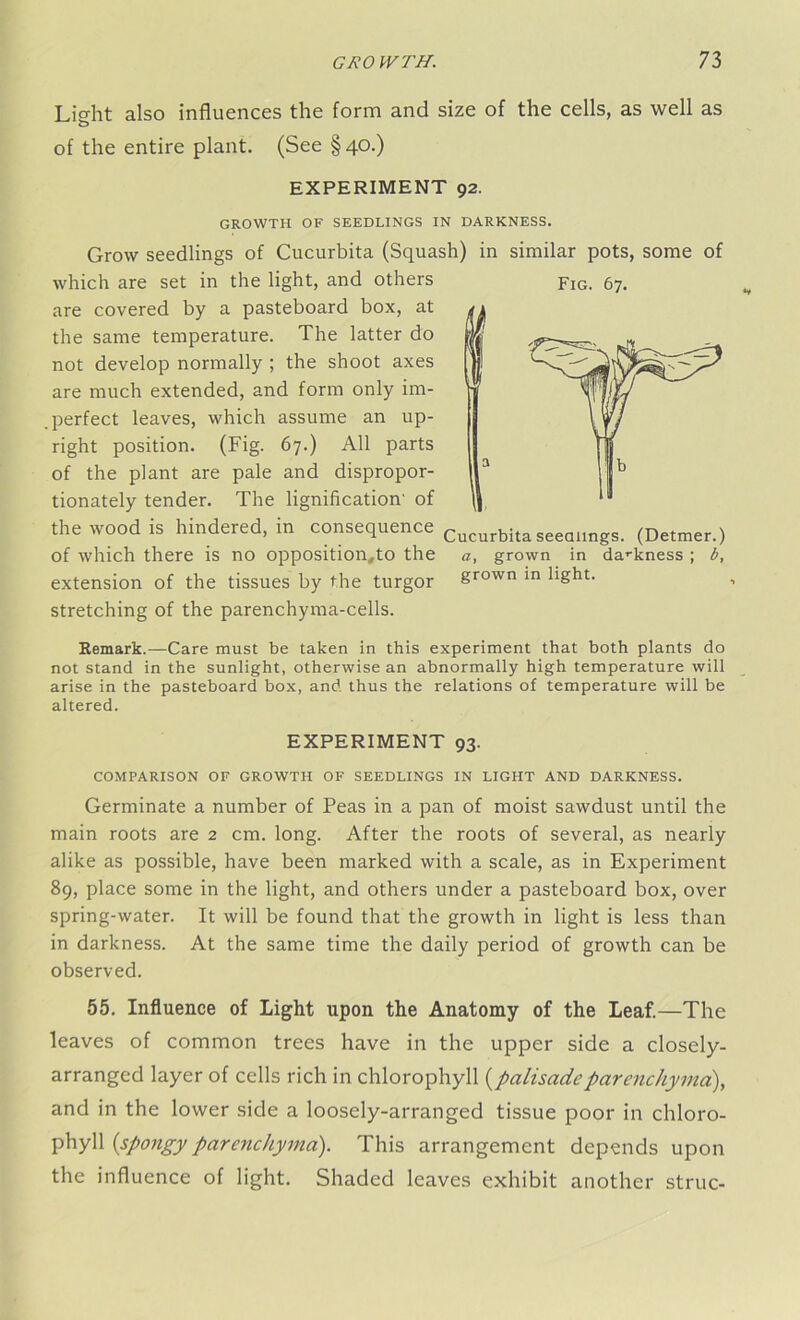Light also influences the form and size of the cells, as well as of the entire plant. (See § 40.) EXPERIMENT 92. GROWTH OF SEEDLINGS IN DARKNESS. Grow seedlings of Cucurbita (Squash) in similar pots, some of which are set in the light, and others Fig. 67. are covered by a pasteboard box, at the same temperature. The latter do not develop normally ; the shoot axes are much extended, and form only im- . perfect leaves, which assume an up- right position. (Fig. 67.) All parts of the plant are pale and dispropor- tionately tender. The lignification' of the wood is hindered, in consequence Cucurbita dealings. (Detmer.) of which there is no opposition,to the a, grown in darkness ; b, extension of the tissues by the turgor grown in hght. stretching of the parenchyma-cells. Remark.—Care must be taken in this experiment that both plants do not stand in the sunlight, otherwise an abnormally high temperature will arise in the pasteboard box, and thus the relations of temperature will be altered. EXPERIMENT 93. COMPARISON OF GROWTH OF SEEDLINGS IN LIGHT AND DARKNESS. Germinate a number of Peas in a pan of moist sawdust until the main roots are 2 cm. long. After the roots of several, as nearly alike as possible, have been marked with a scale, as in Experiment 89, place some in the light, and others under a pasteboard box, over spring-water. It will be found that the growth in light is less than in darkness. At the same time the daily period of growth can be observed. 55. Influence of Light upon the Anatomy of the Leaf.—The leaves of common trees have in the upper side a closely- arranged layer of cells rich in chlorophyll (palisade parenchyma), and in the lower side a loosely-arranged tissue poor in chloro- phyll (spongy parenchyma). This arrangement depends upon the influence of light. Shaded leaves exhibit another struc-