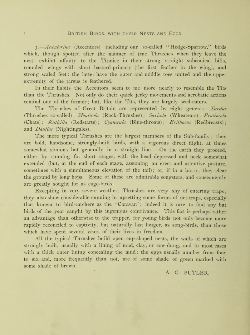 3.—Accaitorimc (x\ccentors) including our so-called “ Hedge-Sparrow,” birds which, though spotted after the maiiiier of true Thrushes when the}^ leave the nest, exhibit affinity to the Titmice in their strong straight subconical bills, rounded wings with short bastard-primar\- (the first feather in the wing), and strong scaled feet: the latter have the outer and middle toes united and the upper extremity of the tarsus is feathered. In their habits the Accentors seem to me more nearly to resemble the Tits than the Thrushes. Not onh’ do their quick jerk}' movements and acrobatic actions remind one of the former; but, like the Tits, they are largely seed-eaters. The Thrushes of Great Britain are represented by eight genera:—Tiirdus (Thrushes so-called) ; Monticola (Rock-Thrushes) ; Saxicola (Wheatears) ; Pratincola (Chats) ; Riiticilla (Redstarts) ; Cyanccula (Blue-throats) ; Erithaciis (Redbreasts) ; and Dan Has (Nightingales). The more typical Thrushes are the largest members of the Sub-family ; they are bold, handsome, strongly-built birds, with a vigorous direct flight, at times somewhat sinuous but generally in a straight line. On the earth they proceed, either by running for short stages, with the head depressed and neck somewhat extended (but, at the end of each stage, assuming an erect and attentive posture, sometimes with a simultaneous elevation of the tail); or, if in a hurry, they clear the ground by long hops. Some of these are admirable songsters, and consequently are greatly sought for as cage-birds. Excepting in very severe weather. Thrushes are very shy of entering traps ; they also show considerable cunning in upsetting some forms of net-traps, especially that known to bird-catchers as the ‘Caravan’: indeed it is rare to find any but birds of the year caught by this ingenious contrivance. This fact is perhaps rather an advantage than othenvise to the trapper, for young birds not only become more rapidly reconciled to captivity, but naturally last longer, as song-birds, than those which have spent several years of their lives in freedom. All the typical Thrushes build open cup-shaped nests, the walls of which are strongly built, usually with a lining of mud, clay, or cow-dung, and in most cases with a thick outer lining concealing the mud: the eggs usually number from four to six and, more frequently than not, are of some shade of green marked with some shade of brown. A. G. butler.