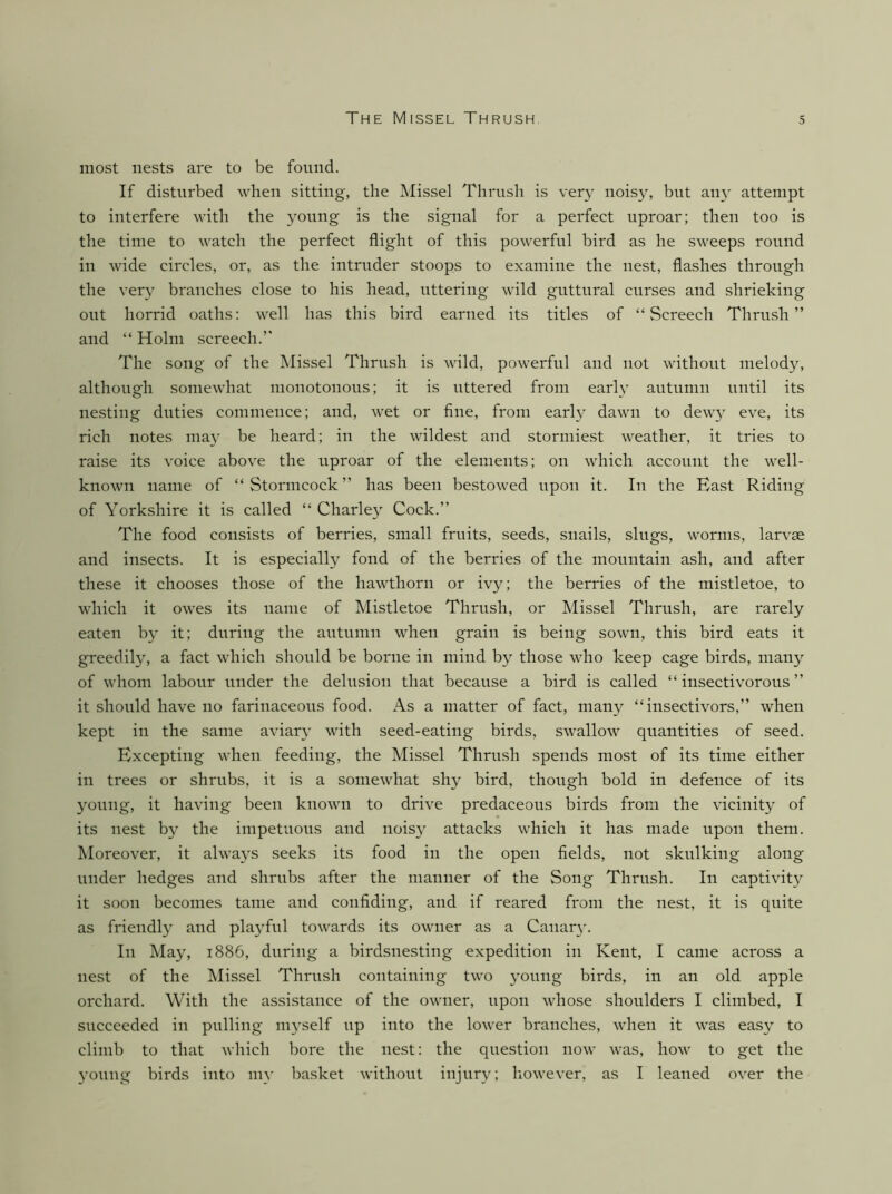 most nests are to be found. If disturbed when sitting, the Missel Thrush is very noisy, but au}' attempt to interfere with the young is the signal for a perfect uproar; then too is the time to watch the perfect flight of this powerful bird as he sweeps round in wide circles, or, as the intruder stoops to examine the nest, flashes through the very branches close to his head, uttering wild guttural curses and shrieking out horrid oaths: well has this bird earned its titles of “Screech Thrush” and “ Holm screech.” The song of the Missel Thrush is wild, powerful and not without melody, although somewhat monotonous; it is uttered from early autumn until its nesting duties commeuce; and, wet or fine, from early dawn to dew}^ eve, its rich notes ma}’ be heard; in the wildest and stormiest weather, it tries to raise its voice above the uproar of the elements; on which account the well- known name of “Stormcock” has been be.stowed upon it. In the East Riding of Yorkshire it is called “ Charley Cock.” The food consists of berries, small fruits, seeds, snails, slugs, worms, larvae and insects. It is especially fond of the berries of the mountain ash, and after these it chooses those of the hawthorn or ivy; the berries of the mistletoe, to which it owes its name of Mistletoe Thrush, or Missel Thrush, are rarely eaten by it; during the autumn when grain is being sown, this bird eats it greedily, a fact which should be borne in mind by those who keep cage birds, many of whom labour under the delusion that because a bird is called “insectivorous” it should have no farinaceous food. As a matter of fact, many “insectivors,” when kept in the same aviary with seed-eating birds, swallow quantities of seed. Excepting when feeding, the Missel Thrush spends most of its time either in trees or shrubs, it is a somewhat shy bird, though bold in defence of its young, it having been known to drive predaceous birds from the vicinity of its nest by the impetuous and noisy attacks which it has made upon them. Moreover, it always seeks its food in the open fields, not skulking along under hedges and shrubs after the manner of the Song Thrush. In captivity it soon becomes tame and confiding, and if reared from the nest, it is quite as friendly and playful towards its owner as a Canary. In May, 1886, during a birdsnesting expedition in Kent, I came across a nest of the Missel Thrush containing two young birds, in an old apple orchard. With the assistance of the owner, upon whose shoulders I climbed, I succeeded in pulling nn’self up into the lower branches, when it was easy to climb to that which bore the nest: the question now was, how to get the 3’oung birds into nu' basket without injur\y however, as I leaned over the