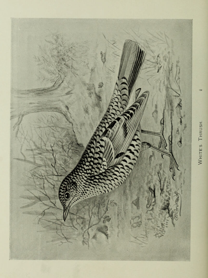 WHITE'S Thrush.
