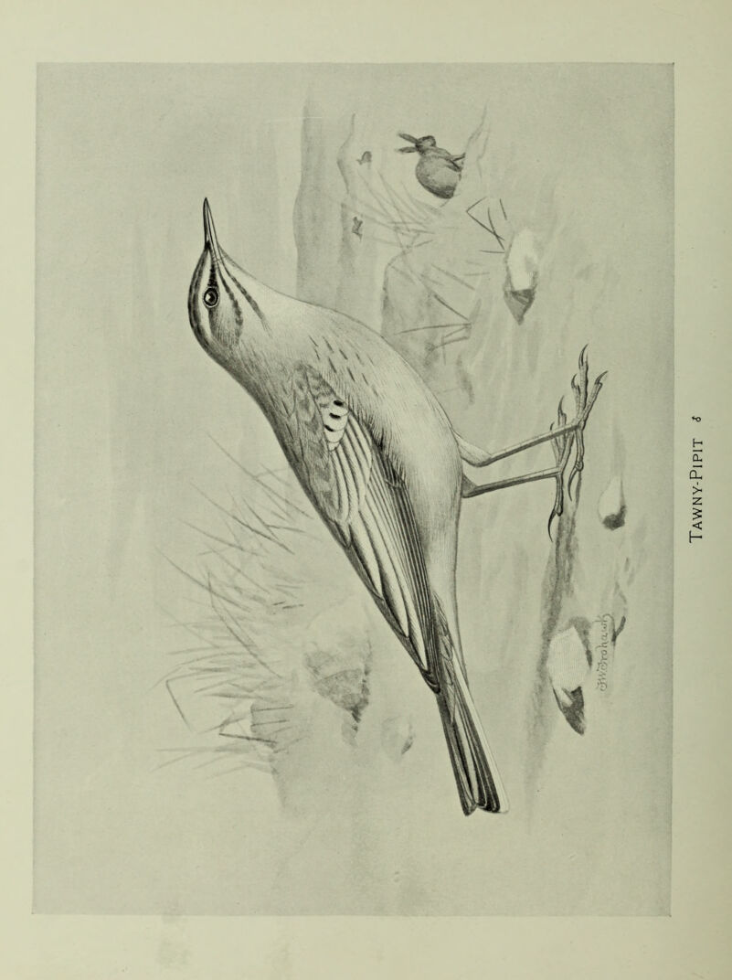 *4 i ♦o t Tawny-Pipit