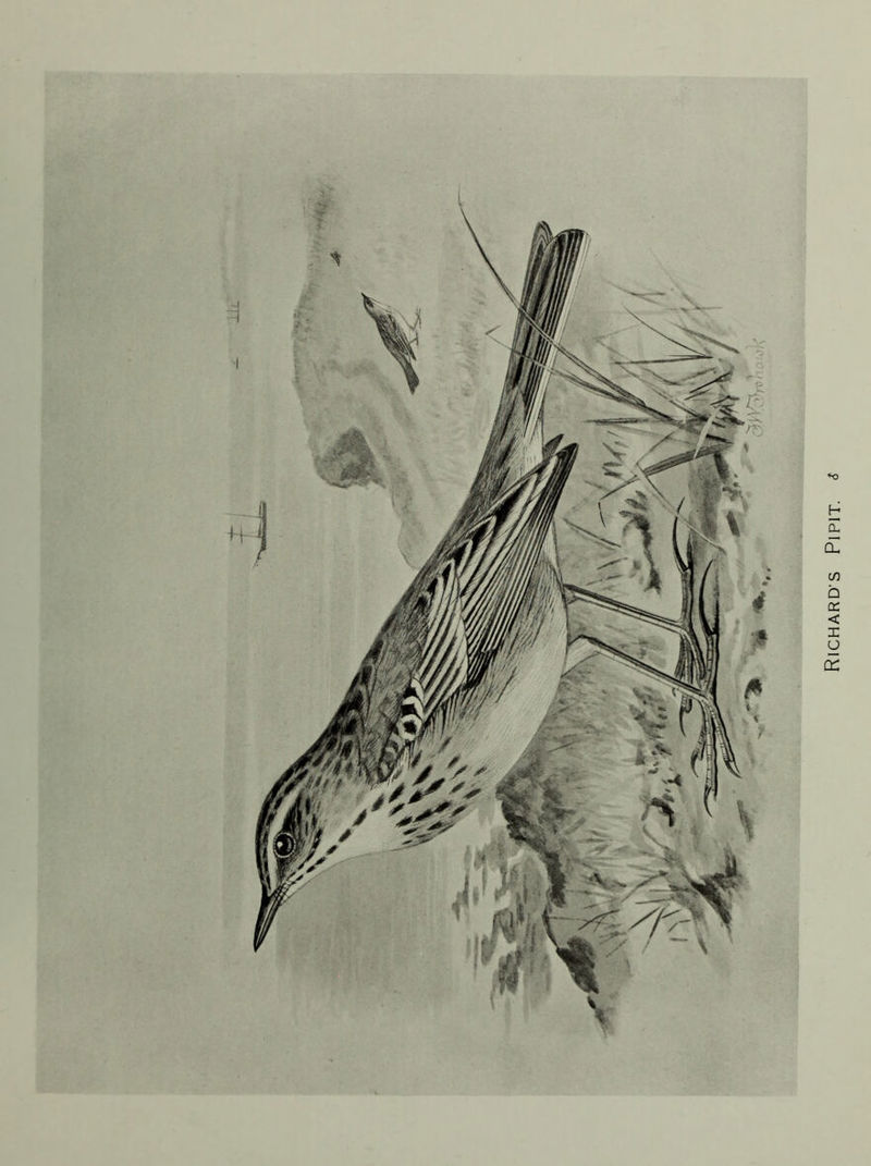Richard’S Pipit.