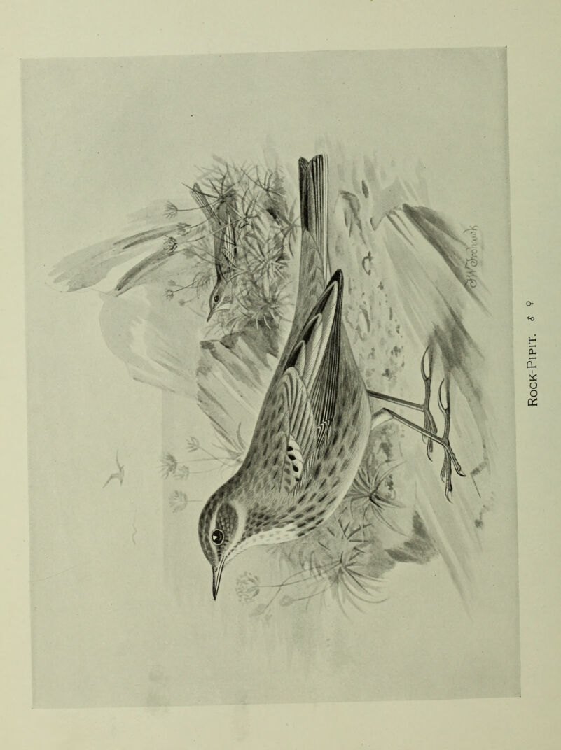 Rock-Pipit.
