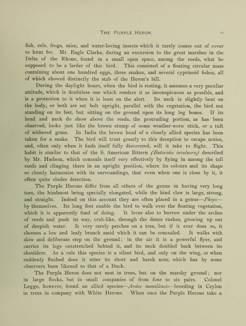 fish, eels, frogs, mice, and water-loving insects which it rarely comes out of cover to hunt for. Mr. Bagle Clarke, during an excursion to the great marshes in the Delta of the Rhone, found in a small open space, among the reeds, what he supposed to be a larder of this bird. This consisted of a floating circular mass containing about one hundred eggs, three snakes, and several cyprinoid fishes, all of which showed distinctly the stab of the Heron’s bill. During the daylight hours, when the bird is resting, it assumes a very peculiar attitude, which is doubtless one which renders it as inconspicuous as possible, and is a protection to it when it is least on the alert. Its neck is slightly bent on the body, or both are set bolt upright, parallel with the vegetation, the bird not standing on its feet, but sitting on the ground upon its long leg bones. If its head and neck do show above the reeds, the protruding portion, as has been observed, looks just like the brown stump of some weather-worn stick, or a tuft of withered grass. In India the brown head of a closely allied species has been taken for a snake. The bird will trust greatly to this deception to escape notice, and, often only when it finds itself fully discovered, will it take to flight. This habit is similar to that of the S. American Bittern fButorides involucrisj described by Mr. Hudson, which conceals itself very effectively by flying in among the tall reeds and clinging there in an upright position, where its colours and its shape so closely harmonize with its surroundings, that even when one is close by it, it often quite eludes detection. The Purple Herons differ from all others of the genus in having very long toes, the hindmost being specially elongated, while the hind claw is large, strong, and straight. Indeed on this account they are often placed in a genus—Phoyx-— by themselves. Its long feet enable the bird to walk over the floating vegetation, which it is apparently fond of doing. It loves also to burrow under the arches of reeds and push its way, crab-like, through the dense rushes, growing up out of deepish water. It very rarely perches on a tree, but if it ever does so, it chooses a low and leafy branch amid which it can be concealed. It walks with slow and deliberate step on the ground; in the air it is a powerful flyer, and carries its legs outstretched behind it, and its neck doubled back between its shoulders. As a rule this species is a silent bird, and only on the wing, or when suddenly flushed does it utter its short and harsh note, which has by some observers been likened to that of a Duck. The Purple Heron does not nest in trees, but on the marshy ground ; nor in large flocks, but in small companies of from four to six pairs. Colonel Legge, however, found an allied species—Ardea 7naniliensis-—breeding in Ceylon in trees in company with White Herons. When once the Purple Herons take a
