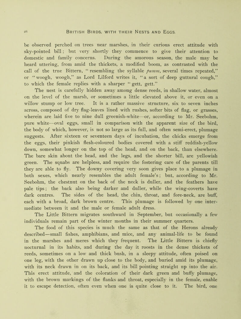 be observed perched on trees near marshes, in their curious erect attitude with sky-pointed bill ; but ver}^ shortly they commence to give their attention to domestic and family concerns. During the amorous season, the male may be heard uttering, from amid the thickets, a modified boom, as contrasted with the call of the true Bittern, “ resembling the syllable pumm, several times repeated,” or “ woogh, woogh,” as Lord Lilford writes it, “a sort of deep guttural cough,” to which the female replies with a sharper “ gett, gett.” The nest is carefully hidden away among dense reeds, in shallow water, almost on the level of the marsh, or sometimes a little elevated above it, or even on a willow stump or low tree. It is a rather massive structure, six to seven inches across, composed of dry flag-leaves lined with rushes, softer bits of flag, or grasses, wherein are laid five to nine dull greenish-white—or, according to Mr. Seebohm, pure white—oval eggs, small in comparison with the apparent size of the bird, the body of which, however, is not so large as its full, and often semi-erect, plumage suggests. After sixteen or seventeen days of incubation, the chicks emerge from the eggs, their pinkish flesh-coloured bodies covered with a stiff reddish-yellow down, somewhat longer on the top of the head, and on the back, than elsewhere. The bare skin about the head, and the legs, and the shorter bill, are yellowish green. The squabs are helpless, and require the fostering care of the parents till they are able to fly. The downy covering very soon gives place to a plumage in both sexes, which nearl}^ resembles the adult female’s; but, according to Mr. Seebohm, the chestnut on the back of the neck is duller, and the feathers have pale tips; the back also being darker and duller, while the wing-coverts have dark centres. The sides of the head, the chin, throat, and fore-neck, are buff, each with a broad, dark brown centre. This plumage is followed b}^ one inter- mediate between it and the male or female adult dress. The Little Bittern migrates southward in September, but occasionally a few individuals remain part of the winter months in their summer quarters. The food of this species is much the same as that of the Herons already described—small fishes, amphibians, and mice, and any animal-life to be found in the marshes and meres which they frequent. The Little Bittern is chiefly nocturnal in its habits, and during the day it roosts in the dense thickets of reeds, sometimes on a low and thick bush, in a sleepy attitude, often poised on one leg, with the other drawn up close to the body, and buried amid its plumage, with its neck dravcn in on its back, and its bill pointing straight up into the air. This erect attitude, and the coloration of their dark green and bnffy plumage, with the brown markings of the flanks and throat, especially in the female, enable it to escape detection, often even when one is quite close to it. The bird, one