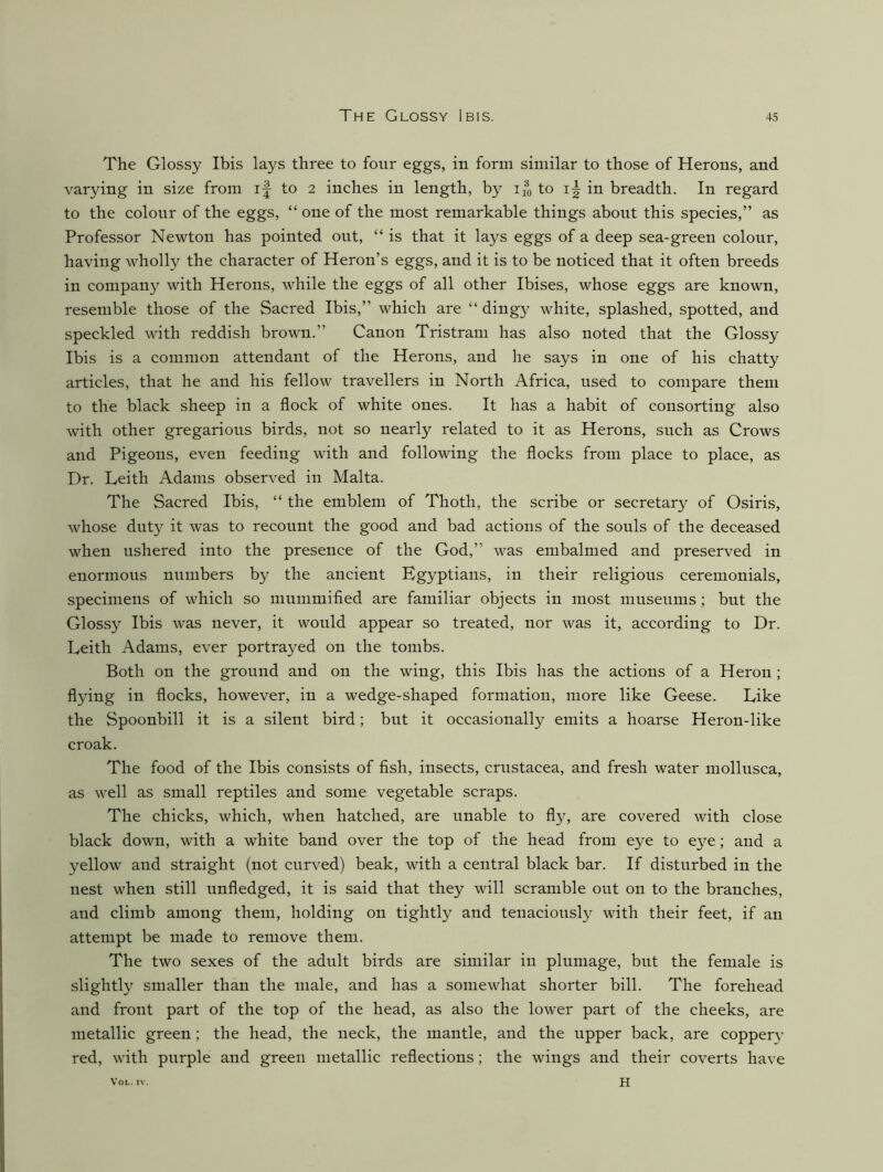 The Glossy Ibis lays three to four eggs, in form similar to those of Herons, and varying in size from if to 2 inches in length, by i®o to if in breadth. In regard to the colour of the eggs, “ one of the most remarkable things about this species,” as Professor Newton has pointed out, “ is that it lays eggs of a deep sea-green colour, having wholly the character of Heron’s eggs, and it is to be noticed that it often breeds in company with Herons, while the eggs of all other Ibises, whose eggs are known, resemble those of the Sacred Ibis,” which are “ dingy white, splashed, spotted, and speckled with reddish brown.” Canon Tristram has also noted that the Glossy Ibis is a common attendant of the Herons, and he says in one of his chatty articles, that he and his fellow travellers in North Africa, used to compare them to the black sheep in a flock of white ones. It has a habit of consorting also with other gregarious birds, not so nearly related to it as Herons, such as Crows and Pigeons, even feeding with and following the flocks from place to place, as Dr. Leith Adams observed in Malta. The Sacred Ibis, “ the emblem of Thoth, the scribe or secretary of Osiris, whose duty it was to recount the good and bad actions of the souls of the deceased when ushered into the presence of the God,” was embalmed and preserved in enormous numbers by the ancient Egyptians, in their religious ceremonials, specimens of which so mummified are familiar objects in most museums; but the Glossy Ibis was never, it would appear so treated, nor was it, according to Dr. Leith Adams, ever portrayed on the tombs. Both on the ground and on the wing, this Ibis has the actions of a Heron ; flying in flocks, however, in a wedge-shaped formation, more like Geese. Like the Spoonbill it is a silent bird; but it occasionally emits a hoarse Heron-like croak. The food of the Ibis consists of fish, insects, Crustacea, and fresh water mollusca, as well as small reptiles and some vegetable scraps. The chicks, which, when hatched, are unable to fly, are covered with close black down, with a white band over the top of the head from eye to e}^e; and a yellow and straight (not curved) beak, with a central black bar. If disturbed in the nest when still unfledged, it is said that they will scramble out on to the branches, and climb among them, holding on tightly and tenaciously with their feet, if an attempt be made to remove them. The two sexes of the adult birds are similar in plumage, but the female is slightly smaller than the male, and has a somewhat shorter bill. The forehead and front part of the top of the head, as also the lower part of the cheeks, are metallic green; the head, the neck, the mantle, and the upper back, are copper}’ red, with purple and green metallic reflections; the wings and their coverts have
