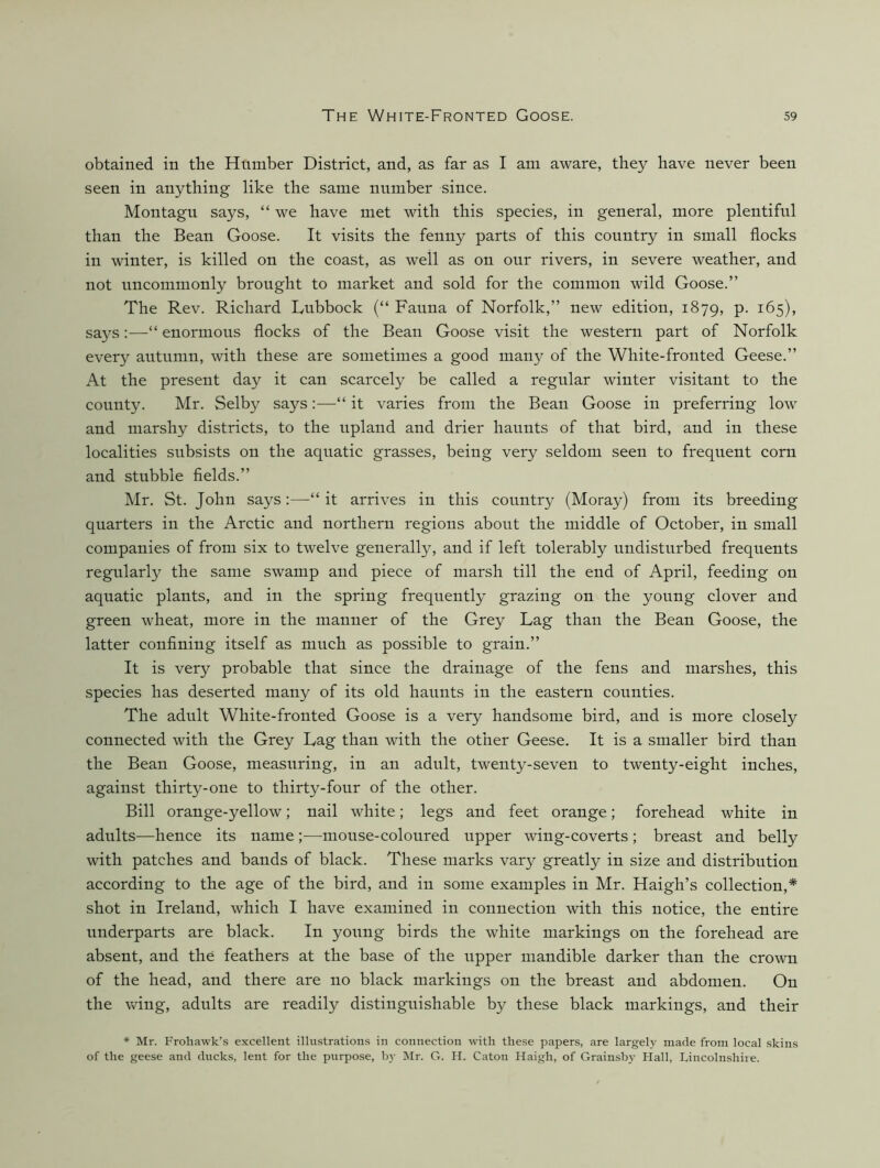 obtained in the Humber District, and, as far as I am aware, they have never been seen in anything like the same number since. Montagu says, “ we have met with this species, in general, more plentiful than the Bean Goose. It visits the fenny parts of this country in small flocks in winter, is killed on the coast, as well as on our rivers, in severe weather, and not uncommonly brought to market and sold for the common wild Goose.” The Rev. Richard Lubbock (“ Fauna of Norfolk,” new edition, 1879, P- ^65), says:—“ enormous flocks of the Bean Goose visit the western part of Norfolk every autumn, with these are sometimes a good many of the White-fronted Geese.” At the present day it can scarcely be called a regular winter visitant to the county. Mr. Selby says:—“ it varies from the Bean Goose in preferring low and marshy districts, to the upland and drier haunts of that bird, and in these localities subsists on the aquatic grasses, being very seldom seen to frequent corn and stubble fields.” Mr. St. John says:—“ it arrives in this country (Moray) from its breeding quarters in the Arctic and northern regions about the middle of October, in small companies of from six to twelve generally, and if left tolerably undisturbed frequents regularly the same swamp and piece of marsh till the end of April, feeding on aquatic plants, and in the spring frequently grazing on the young clover and green wheat, more in the manner of the Grey Lag than the Bean Goose, the latter confining itself as much as possible to grain.” It is very probable that since the drainage of the fens and marshes, this species has deserted many of its old haunts in the eastern counties. The adult White-fronted Goose is a very handsome bird, and is more closely connected with the Grey Lag than with the other Geese. It is a smaller bird than the Bean Goose, measuring, in an adult, twenty-seven to twenty-eight inches, against thirty-one to thirty-four of the other. Bill orange-yellow; nail white; legs and feet orange; forehead white in adults-—hence its name;—mouse-coloured upper wing-coverts; breast and belly with patches and bands of black. These marks vary greatly in size and distribution according to the age of the bird, and in some examples in Mr. Haigh’s collection,* shot in Ireland, which I have examined in connection with this notice, the entire underparts are black. In young birds the white markings on the forehead are absent, and the feathers at the base of the upper mandible darker than the crown of the head, and there are no black markings on the breast and abdomen. On the wing, adults are readily distinguishable by these black markings, and their * Mr. Frohawk’s excellent illustrations in connection with these papers, are largeh- made from local skins of the geese and ducks, lent for the purpose, by Mr. G. H. Caton Haigh, of Grainsby Hall, Lincolnshire.