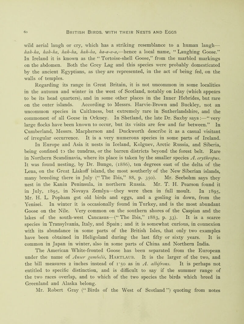 wild aerial laugh or cry, which has a striking resemblance to a human laugh— hah-ha, hah-Jia, hah-ha, hah-Jia, ha-a-a-a,—hence a local name, “ Laughing Goose.” In Ireland it is known as the “ Tortoise-shell Goose,” from the marbled markings on the abdomen. Both the Grey Lag and this species were probably domesticated by the ancient Egyptians, as they are represented, in the act of being fed, on the walls of temples. Regarding its range in Great Britain, it is not uncommon in some localities in the autumn and winter in the west of Scotland, notably on Islay (which appears to be its head quarters), and in some other places in the Inner Hebrides, but rare on the outer islands. According to Messrs. Harvie-Brown and Buckley, not an uncommon species in Caithness, but extremely rare in Sutherlandshire, and the commonest of all Geese in Orkney. In Shetland, the late Dr. Saxby says :—“ very large flocks have been known to occur, but its visits are few and far between.” In Cumberland, Messrs. Macpherson and Duckworth describe it as a casual visitant of irregular occurrence. It is a very numerous species in some parts of Ireland. In Europe and Asia it nests in Iceland, Kolguev, Arctic Russia, and Siberia, being confined to the tundras, or the barren districts beyond the forest belt. Rare in Northern Scandinavia, where its place is taken by the smaller species A. erythropus. It was found nesting, by Dr. Bunge, (1886), ten degrees east of the delta of the Lena, on the Great Liakoff island, the most southerly of the New Siberian islands, many breeding there in July (“ The Ibis,” 88, p. 350). Mr. Seebohm says they nest in the Kanin Peninsula, in northern Russia. Mr. T. H. Pearson found it in July, 1895, in Novaya Zemlya—they were then in full moult. In 1895, Mr. H. L. Popham got old birds and eggs, and a gosling in down, from the Yenisei. In winter it is occasionally found in Turkey, and is the most abundant Goose on the Nile. Very common on the southern shores of the Caspian and the lakes of the south-west Caucasus—(“ The Ibis,” 1883, p. 33). It is a scarce species in Transylvania, Italy, and Spain; and it is somewhat curious, in connexion with its abundance in some parts of the British Isles, that only two examples have been obtained in Heligoland during the last fifty or sixty years. It is common in Japan in winter, also in some parts of China and Northern India. The American White-fronted Goose has been separated from the European under the name of Anser gambelii, Hartlaub. It is the larger of the two, and the bill measures 2 inches instead of i’50 as in A. albifrons. It is perhaps not entitled to specific distinction, and is difficult to say if the summer range of the two races overlap, and to which of the two species the birds which breed in Greenland and Alaska belong. Mr. Robert Gray (“ Birds of the West of Scotland ”) quoting from notes