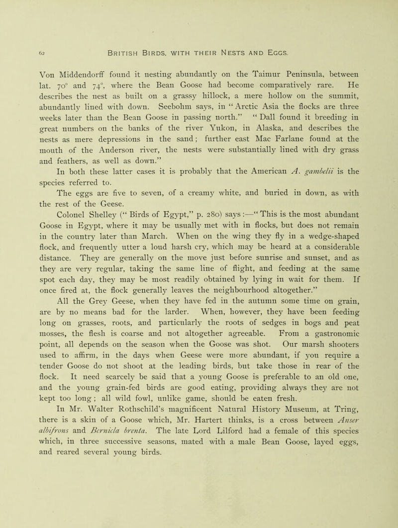 Von Middendorff found it nesting abundantly on the Taimur Peninsula, between lat. 70° and 74°, where the Bean Goose had become comparatively rare. He describes the nest as built on a grassy hillock, a mere hollow on the summit, abundantly lined with down. Seebohm sa^^s, in “ Arctic Asia the flocks are three weeks later than the Bean Goose in passing north.” “ Dali found it breeding in great numbers on the banks of the river Yukon, in Alaska, and describes the nests as mere depressions in the sand; further east Mac Farlane found at the month of the Anderson river, the nests were substantially lined with dry grass and feathers, as well as down.” In both these latter cases it is probably that the American A. gambelii is the species referred to. The eggs are five to seven, of a creamy white, and buried in down, as with the rest of the Geese. Colonel Shelley (“ Birds of Egypt,” p. 280) says :—“ This is the most abundant Goose in Egypt, where it may be usually met with in flocks, but does not remain in the country later than March. When on the wing they fly in a wedge-shaped flock, and frequently utter a loud harsh cry, which may be heard at a considerable distance. They are generally on the move just before sunrise and sunset, and as they are very regular, taking the same line of flight, and feeding at the same spot each day, they may be most readily obtained by lying in wait for them. If once fired at, the flock generally leaves the neighbourhood altogether.” All the Grey Geese, when they have fed in the autumn some time on grain, are by no means bad for the larder. When, however, they have been feeding long on grasses, roots, and particularly the roots of sedges in bogs and peat mosses, the flesh is coarse and not altogether agreeable. From a gastronomic point, all depends on the season when the Goose was shot. Our marsh shooters used to affirm, in the days when Geese were more abundant, if you require a tender Goose do not shoot at the leading birds, but take those in rear of the flock. It need scarcely be said that a young Goose is preferable to an old one, and the young grain-fed birds are good eating, providing always they are not kept too long ; all wild fowl, unlike game, should be eaten fresh. In Mr. Walter Rothschild’s magnificent Natural History Museum, at Tring, there is a skin of a Goose which, Mr. Hartert thinks, is a cross between Anser albifrons and Bernicla brenta. The late Lord Lilford had a female of this species which, in three successive seasons, mated with a male Bean Goose, layed eggs, and reared several young birds.