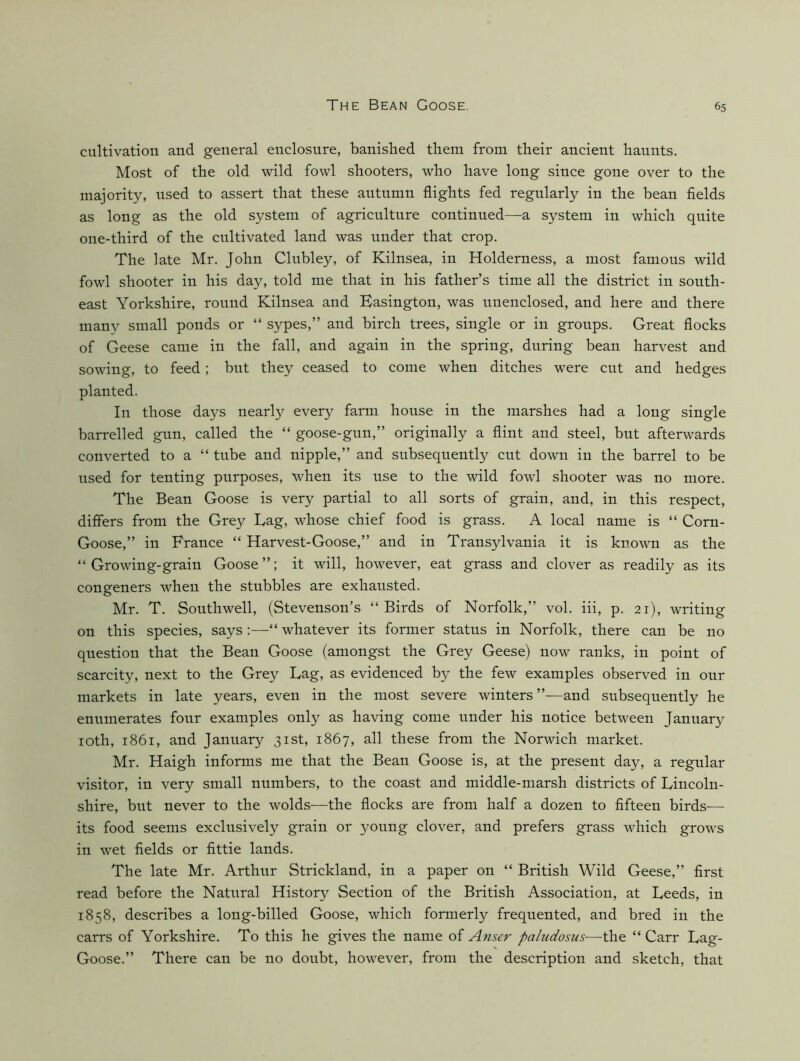 cultivation and general enclosure, banished them from their ancient haunts. Most of the old wild fowl shooters, who have long since gone over to the majority, used to assert that these autumn flights fed regularly in the bean flelds as long as the old system of agriculture continued—a system in which quite one-third of the cultivated land was under that crop. The late Mr. John Clubley, of Kilnsea, in Holderness, a most famous wild fowl shooter in his day, told me that in his father’s time all the district in south- east Yorkshire, round Kilnsea and Easington, was unenclosed, and here and there many small ponds or “ sypes,” and birch trees, single or in groups. Great flocks of Geese came in the fall, and again in the spring, during bean harvest and sowing, to feed; but they ceased to come when ditches were cut and hedges planted. In those days nearly every farm house in the marshes had a long single barrelled gun, called the “ goose-gun,” originally a flint and steel, but afterwards converted to a “ tube and nipple,” and subsequently cut down in the barrel to be used for tenting purposes, when its use to the wild fowl shooter was no more. The Bean Goose is very partial to all sorts of grain, and, in this respect, differs from the Grey Lag, whose chief food is grass. A local name is “ Com- Goose,” in France “ Harvest-Goose,” and in Transylvania it is known as the “ Growing-grain Goose”; it will, however, eat grass and clover as readily as its congeners when the stubbles are exhausted. Mr. T. Southwell, (Stevenson’s “ Birds of Norfolk,” vol. iii, p. 21), writing on this species, says;—“ whatever its former status in Norfolk, there can be no question that the Bean Goose (amongst the Grey Geese) now ranks, in point of scarcity, next to the Grey Lag, as evidenced by the few examples observed in onr markets in late years, even in the most severe winters ”—and subsequently he enumerates four examples only as having come under his notice between January loth, 1861, and January 31st, 1867, all these from the Norwich market. Mr. Haigh informs me that the Bean Goose is, at the present day, a regular visitor, in very small numbers, to the coast and middle-marsh districts of Lincoln- shire, but never to the wolds^—the flocks are from half a dozen to fifteen birds— its food seems exclusively grain or young clover, and prefers grass which grows in wet fields or fittie lands. The late Mr. Arthur Strickland, in a paper on “ British Wild Geese,” first read before the Natural History Section of the British Association, at Leeds, in 1858, describes a long-billed Goose, which formerly frequented, and bred in the carrs of Yorkshire. To this he gives the name of Anser paludosus-—-the “ Carr Lag- Goose.” There can be no doubt, however, from the description and sketch, that