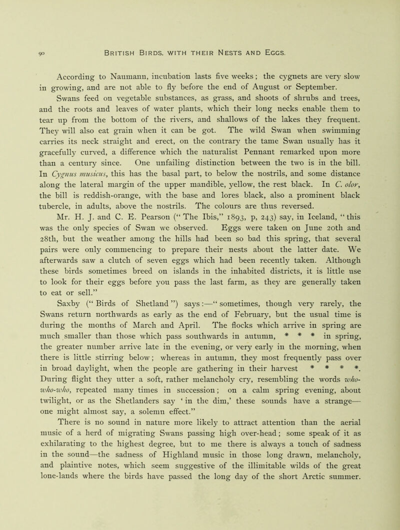 According to Naumann, incubation lasts five weeks; the cygnets are very slow in growing, and are not able to fly before the end of August or September. Swans feed on vegetable substances, as grass, and shoots of shrubs and trees, and the roots and leaves of water plants, which their long necks enable them to tear up from the bottom of the rivers, and shallows of the lakes they frequent. They will also eat grain when it can be got. The wild Swan when swimming carries its neck straight and erect, on the contrary the tame Swan usually has it gracefully curved, a difference which the naturalist Pennant remarked upon more than a century since. One unfailing distinction between the two is in the bill. In Cygnus musiciis, this has the basal part, to below the nostrils, and some distance along the lateral margin of the upper mandible, yellow, the rest black. In C. olor, the bill is reddish-orange, with the base and lores black, also a prominent black tubercle, in adults, above the nostrils. The colours are thus reversed. Mr. H. J. and C. B. Pearson (“ The Ibis,” 1893, p, 243) say, in Iceland, “ this was the only species of Swan we observed. Bggs were taken on June 20th and 28th, but the weather among the hills had been so bad this spring, that several pairs were only commencing to prepare their nests about the latter date. We afterwards saw a clutch of seven eggs which had been recently taken. Although these birds sometimes breed on islands in the inhabited districts, it is little use to look for their eggs before you pass the last farm, as they are generally taken to eat or sell.” Saxby (“ Birds of Shetland ”) says:—“ sometimes, though very rarely, the Swans return northwards as early as the end of February, but the usual time is during the months of March and April. The flocks which arrive in spring are much smaller than those which pass southwards in autumn, * * spring, the greater number arrive late in the evening, or very early in the morning, when there is little stirring below; whereas in autumn, they most frequently pass over in broad daylight, when the people are gathering in their harvest * * * *. During flight they utter a soft, rather melancholy cry, resembling the words wAo- wko-who, repeated many times in succession; on a calm spring evening, about twilight, or as the Shetlanders say ‘ in the dim,’ these sounds have a strange— one might almost say, a solemn effect.” There is no sound in nature more likely to attract attention than the aerial music of a herd of migrating Swans passing high over-head; some speak of it as exhilarating to the highest degree, but to me there is always a touch of sadness in the sound—the sadness of Highland music in those long drawn, melancholy, and plaintive notes, which seem suggestive of the illimitable wilds of the great lone-lands where the birds have passed the long day of the short Arctic summer.
