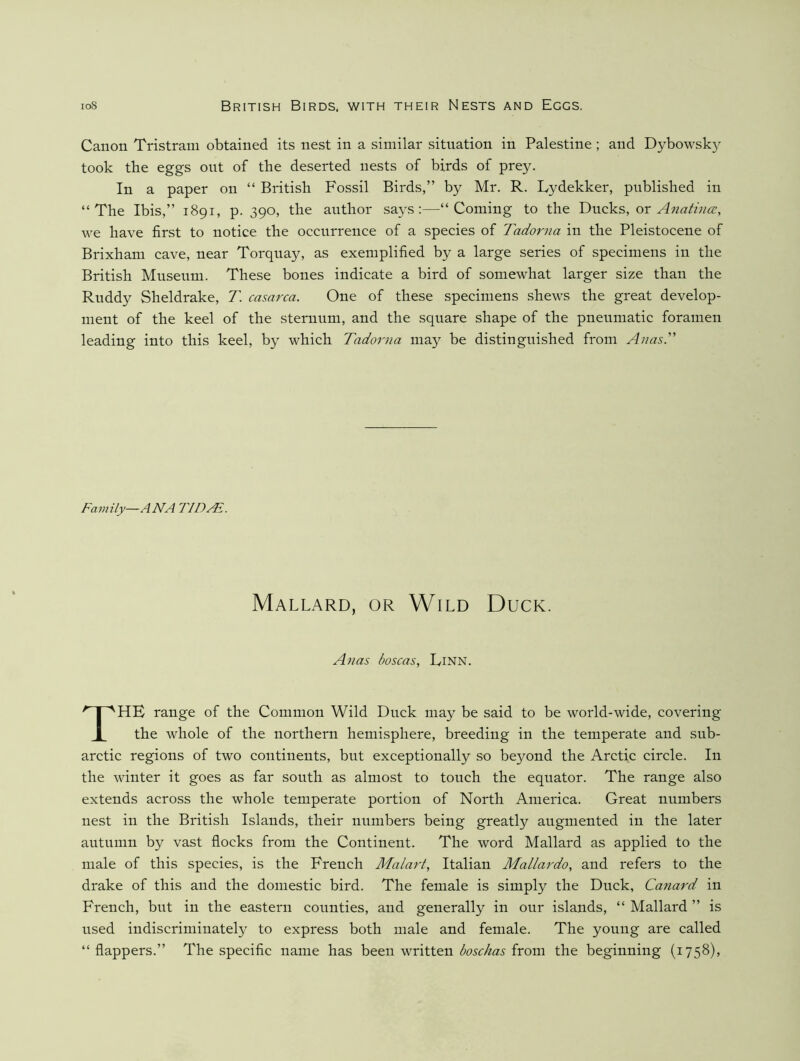 Canon Tristram obtained its nest in a similar situation in Palestine ; and Dybowsky took the eggs ont of the deserted nests of birds of prey. In a paper on “ British Fossil Birds,” by Mr. R. Lydekker, published in “The Ibis,” 1891, p. 390, the author sa}’s ;—“Coming to the Ducks, or Ana^v/cc, we have first to notice the occurrence of a species of Tadorna in the Pleistocene of Brixham cave, near Torquay, as exemplified by a large series of specimens in the British Mnsenm. These bones indicate a bird of somewhat larger size than the Rnddy Sheldrake, T. casarca. One of these specimens shews the great develop- ment of the keel of the sternum, and the sqnare shape of the pnenmatic foramen leading into this keel, by which Tadorna may be distinguished from AnasT Family—ANA TID^. Mallard, or Wild Duck. Anas hoscas, Linn. The range of the Common Wild Dnck may be said to be world-wide, covering the whole of the northern hemisphere, breeding in the temperate and sub- arctic regions of two continents, but exceptionally so beyond the Arctic circle. In the winter it goes as far sonth as almost to tonch the equator. The range also extends across the whole temperate portion of North America. Great numbers nest in the British Islands, their numbers being greatly augmented in the later autumn by vast flocks from the Continent. The word Mallard as applied to the male of this species, is the French Malart, Italian Mallai'do, and refers to the drake of this and the domestic bird. The female is simply the Duck, Canard in French, but in the eastern counties, and generally in onr islands, “ Mallard ” is used indiscriminately to express both male and female. The young are called “ flappers.” The specific name has been written boschas from the beginning (1758),