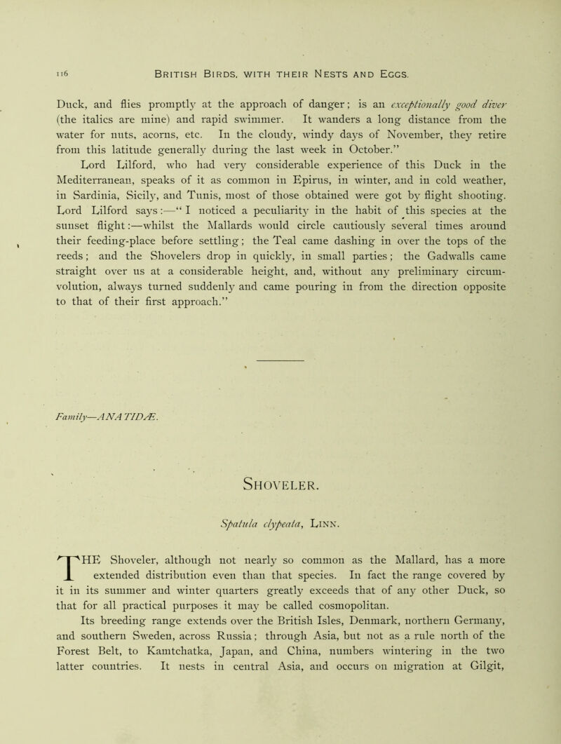 Duck, and flies promptl}^ at the approach of danger; is an exceptionally good diver (the italics are mine) and rapid swimmer. It wanders a long distance from the water for nuts, acorns, etc. In the cloudy, windy days of November, they retire from this latitude generally during the last week in October.” Lord Lilford, who had very considerable experience of this Duck in the Mediterranean, speaks of it as common in Epirus, in winter, and in cold weather, in Sardinia, Sicily, and Tunis, most of those obtained were got by flight shooting. Lord Lilford says :—“ I noticed a peculiarit}^ in the habit of this species at the sunset flight:—whilst the Mallards would circle cantionsly several times around their feeding-place before settling; the Teal came dashing in over the tops of the reeds; and the Shovelers drop in quickly, in small parties; the Gadwalls came straight over ns at a considerable height, and, without any preliminary circum- volution, always turned suddenl}'- and came pouring in from the direction opposite to that of their first approach.” Family—ANA TID^. Shoveler. spatula clypeata, Linn. The Shoveler, although not nearly so common as the Mallard, has a more extended distribution even than that species. In fact the range covered by it in its summer and winter quarters greatly exceeds that of any other Duck, so that for all practical purposes it may be called cosmopolitan. Its breeding range extends over the British Isles, Denmark, northern Germany, and southern Sweden, across Russia; through Asia, but not as a rule north of the Forest Belt, to Kamtchatka, Japan, and China, numbers wintering in the two latter countries. It nests in central Asia, and occurs on migration at Gilgit,