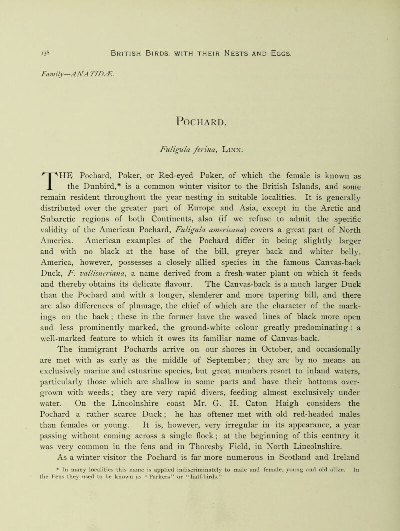 Family—ANA TIDAL. Pochard. Fuligu/a ferina, Linn. The Pochard, Poker, or Red-eyed Poker, of which the female is known as the Dunbird,* is a common winter visitor to the British Islands, and some remain resident throughout the year nesting in suitable localities. It is generally distributed over the greater part of Europe and Asia, except in the Arctic and Subarctic regions of both Continents, also (if we refuse to admit the specific validity of the American Pochard, Fuligula americana) covers a great part of North America. American examples of the Pochard differ in being slightly larger and with no black at the base of the bill, greyer back and whiter belly. America, however, possesses a closely allied species in the famous Canvas-back Duck, F. vallisneriana, a name derived from a fresh-water plant on which it feeds and thereby obtains its delicate flavour. The Canvas-back is a much larger Duck than the Pochard and with a longer, slenderer and more tapering bill, and there are also differences of plumage, the chief of which are the character of the mark- ings on the back; these in the former have the waved lines of black more open and less prominently marked, the ground-white colour greatly predominating: a well-marked feature to which it owes its familiar name of Canvas-back. The immigrant Pochards arrive on our shores in October, and occasionally are met with as early as the middle of September; they are by no means an exclusively marine and estuarine speeies, but great numbers resort to inland waters, particularly those which are shallow in some parts and have their bottoms over- grown with weeds ; they are very rapid divers, feeding almost exclusively under water. On the Lincolnshire coast Mr. G. H. Caton Haigh considers the Pochard a rather scarce Duck; he has oftener met with old red-headed males than females or young. It is, however, very irregular in its appearance, a year passing without coming across a single flock; at the beginning of this century it was very eonimon in the fens and in Thoresby Field, in North Lincolnshire. As a winter visitor the Pochard is far more numerous in Scotland and Ireland * In many localitie.s this name is applied iudiscriminatel}’ to male and female, young and old alike. In the Fens they used to he known as “Parkers” or “half-birds.”