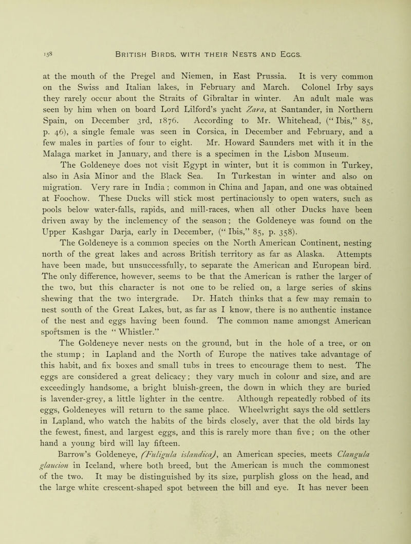 at the mouth of the Pregel and Niemen, in East Prussia. It is very common on the Swiss and Italian lakes, in February and March. Colonel Irby says they rarely occur about the Straits of Gibraltar in winter. An adnlt male was seen by him when on board Lord Eilford’s yacht Zara, at Santander, in Northern Spain, on December 3rd, 1876. According to Mr. Whitehead, (“ Ibis,” 85, p. 46), a single female was seen in Corsica, in December and February, and a few males in parties of four to eight. Mr. Howard Saunders met with it in the Malaga market in January, and there is a specimen in the Lisbon Museum. The Goldeneye does not visit Eg}'’pt in winter, bnt it is common in Turkey, also in Asia Minor and the Black Sea. In Turkestan in winter and also on migration. Very rare in India ; common in China and Japan, and one was obtained at Foochow. These Ducks will stick most pertinaciously to open waters, such as pools below water-falls, rapids, and mill-races, when all other Ducks have been driven away by the inclemency of the season ; the Goldeneye was found on the Upper Kashgar Darja, early in December, (“ Ibis,” 85, p. 358). The Goldeneye is a common species on the North American Continent, nesting north of the great lakes and across British territory as far as Alaska. Attempts have been made, but unsuccessfully, to separate the American and European bird. The only difference, however, seems to be that the American is rather the larger of the two, but this character is not one to be relied on, a large series of skins shewing that the two intergrade. Dr. Hatch thinks that a few may remain to nest south of the Great Lakes, but, as far as I know, there is no authentic instance of the nest and eggs having been found. The common name amongst American sportsmen is the “ Whistler.” The Goldeneye never nests on the gronnd, but in the hole of a tree, or on the stump; in Lapland and the North of Europe the natives take advantage of this habit, and fix boxes and small tubs in trees to encourage them to nest. The eggs are considered a great delicacy; they vary much in colour and size, and are exceedingly handsome, a bright bluish-green, the down in which they are buried is lavender-grey, a little lighter in the centre. Although repeatedly robbed of its eggs. Goldeneyes will return to the same place. Wheelwright says the old settlers in Lapland, who watch the habits of the birds closely, aver that the old birds lay the fewest, finest, and largest eggs, and this is rarely more than five; on the other hand a young bird will lay fifteen. Barrow’s Goldeneye, fFuligiila islandicaj, an American species, meets Clangtda glaucion in Iceland, where both breed, bnt the American is much the commonest of the two. It may be distinguished by its size, purplish gloss on the head, and the large white crescent-shaped spot between the bill and eye. It has never been