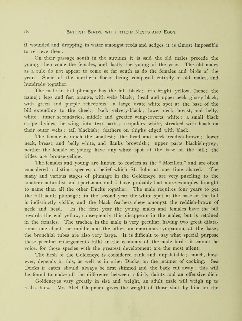 if wounded and dropping in water amongst reeds and sedges it is almost impossible to retrieve them. On their passage south in the autumn it is said the old males precede the 3mung, then come the females, and lastly the young of the year. The old males as a rule do not appear to come so far south as do the females and birds of the 3^ear. Some of the northern flocks being composed entirely of old males, and hundreds together. The male in full plumage has the bill black; iris bright yellow, (hence the name) ; legs and feet orange, with webs black; head and upper neck glossy-black, with green and purple reflections; a large ovate white spot at the base of the bill extending to the cheek; back velvety-black; lower neck, breast, and belly, white; inner secondaries, middle and greater wing-coverts, white; a small black stripe divides the wing into two parts; scapulars white, streaked with black on their outer webs; tail blackish; feathers on thighs edged with black. The female is much the smallest; the head and neck reddish-brown; lower neck, breast, and belly white, and flanks brownish ; upper parts blackish-grey; neither the female or young have any white spot at the base of the bill; the irides are bronze-yellow. The females and young are known to fowlers as the “ Morillon,” and are often considered a distinct species, a belief which St. John at one time shared. The many and various stages of plumage in the Goldeneye are very puzzling to the amateur naturalist and sportsman, and I have probably had more examples brought to name than all the other Ducks together. The male requires four years to get the full adult plumage; in the second year the white spot at the base of the bill is indistinctly visible, and the black feathers shew amongst the reddish-brown of neck and head. In the first year the young males and females have the bill towards the end yellow, subsequently this disappears in the males, but is retained in the females. The trachea in the male is very peculiar, having two great dilata- tions, one about the middle and the other, an enormous tympanum, at the base; the bronchial tubes are also very large. It is difficult to say what special purpose these peculiar enlargements fulfil in the economy of the male bird: it cannot be voice, for those species with the greatest development are the most silent. The flesh of the Goldene^^e is considered rank and unpalatable; much, how- ever, depends in this, as well as in other Ducks, on the manner of cooking. Sea Ducks if eaten should always be first skinned and the back cut away; this will be found to make all the difference between a fairly dainty and an offensive dish. Goldeneyes vary greatly in size and weight, an adult male will weigh up to 2-lbs. 6-oz. Mr. Abel Chapman gives the weight of those shot by him on the