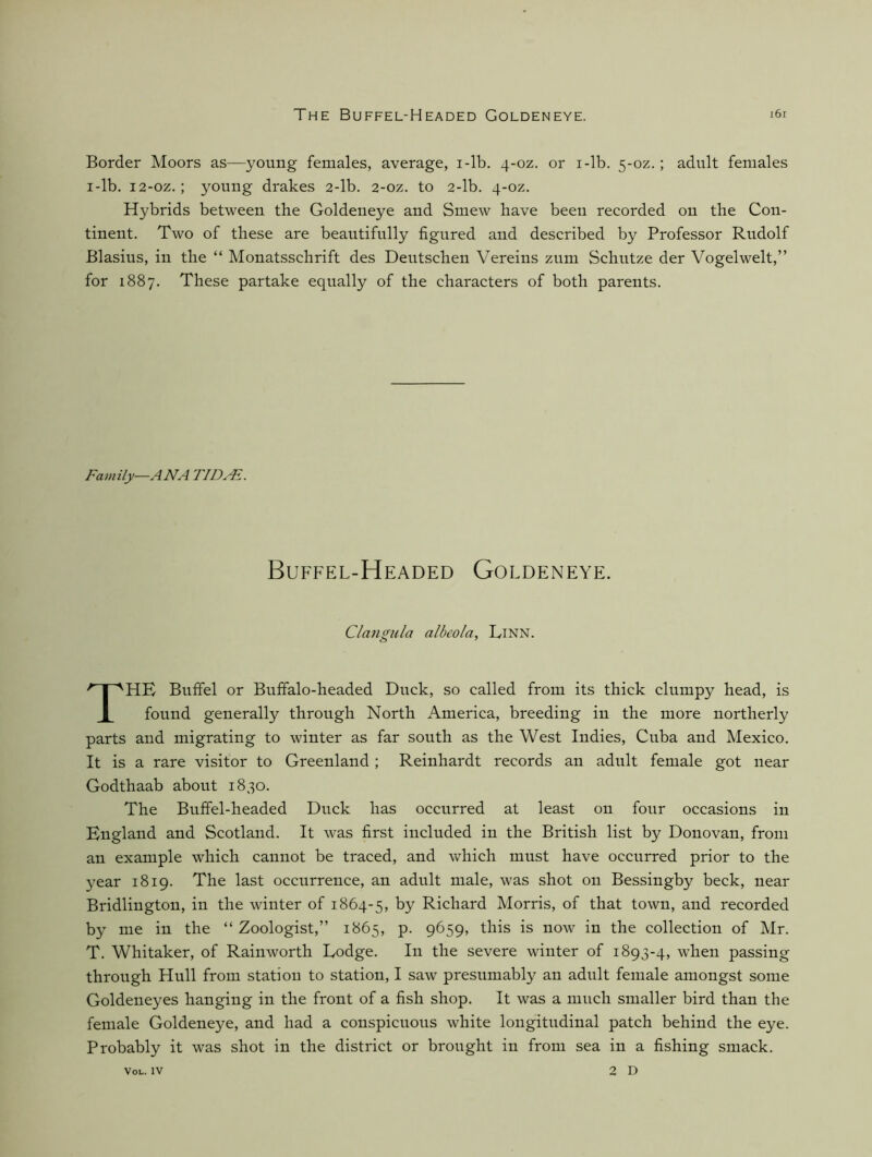 The Buffel-Headed Goldeneye. '6r Border Moors as—young females, average, i-lb. 4-oz. or i-lb. 5-oz.; adult females I-lb. 12-OZ.; young drakes 2-lb. 2-oz. to 2-lb. 4-oz. Hybrids between the Goldeneye and Smew have been recorded on the Con- tinent. Two of these are beautifully figured and described by Professor Rudolf Blasius, in the “ Monatsschrift des Deutschen Vereins zum Schutze der Vogelwelt,” for 1887. These partake equally of the characters of both parents. Family—ANA TIDNl. Buffel-Headed Goldeneye. Claiigula albeo/a, UiNN. The Buffel or Buffalo-headed Duck, so called from its thick clumpy head, is found generally through North America, breeding in the more northerly parts and migrating to winter as far south as the West Indies, Cuba and Mexico. It is a rare visitor to Greenland ; Reinhardt records an adult female got near Godthaab about 1830. The Buffel-headed Duck has occurred at least on four occasions in England and Scotland. It was first included in the British list by Donovan, from an example which cannot be traced, and which must have occurred prior to the year 1819. The last occurrence, an adult male, was shot on Bessingby beck, near Bridlington, in the winter of 1864-5, Richard Morris, of that town, and recorded by me in the “ Zoologist,” 1865, p. 9659, this is now in the collection of Mr. T. Whitaker, of Rainworth Lodge. In the severe winter of 1893-4, when passing through Hull from station to station, I saw presumably an adult female amongst some Goldeneyes hanging in the front of a fish shop. It was a much smaller bird than the female Goldeneye, and had a conspicuous white longitudinal patch behind the eye. Probably it was shot in the district or brought in from sea in a fishing smack.