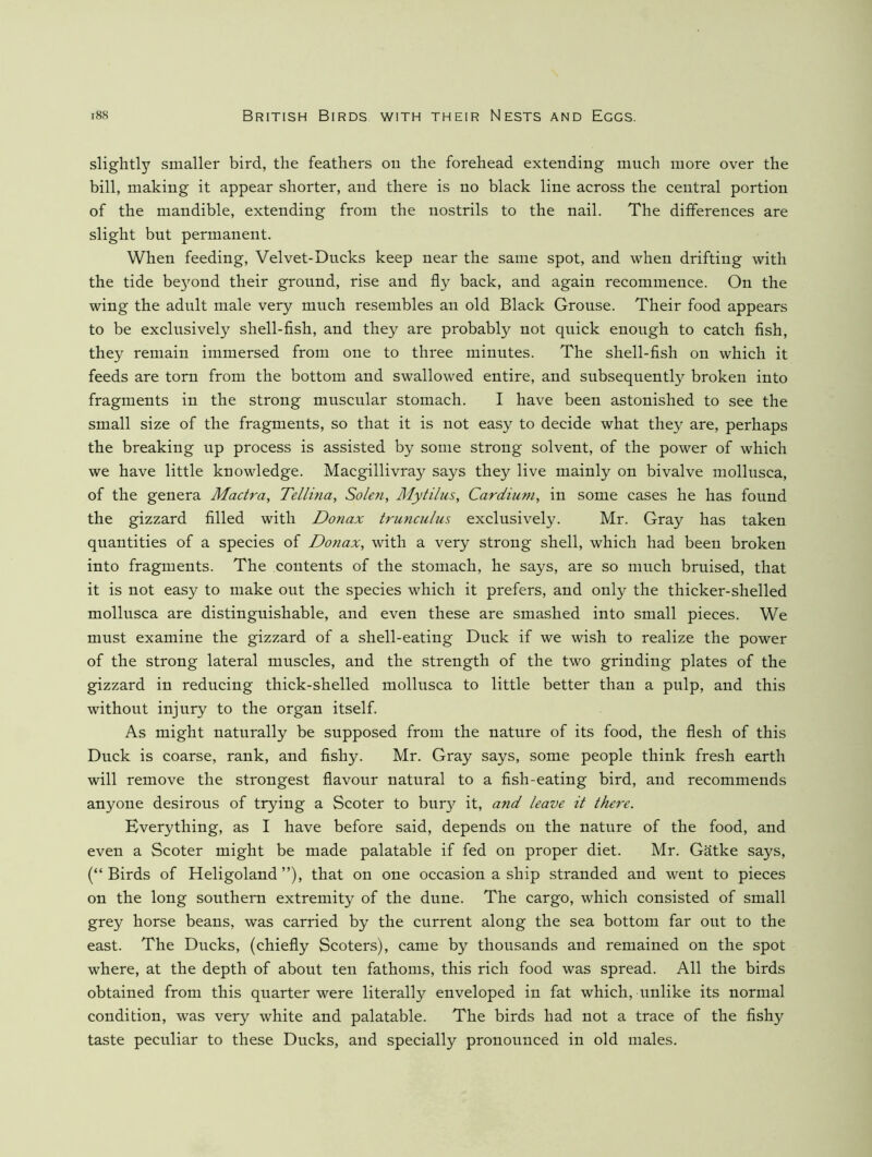 slightly smaller bird, the feathers on the forehead extending mnch more over the bill, making it appear shorter, and there is no black line across the central portion of the mandible, extending from the nostrils to the nail. The differences are slight bnt permanent. When feeding, Velvet-Ducks keep near the same spot, and when drifting with the tide be^'ond their ground, rise and fly back, and again recommence. On the wing the adult male very much resembles an old Black Grouse. Their food appears to be exclusively shell-fish, and they are probably not quick enough to catch fish, they remain immersed from one to three minutes. The shell-fish on which it feeds are torn from the bottom and swallowed entire, and subsequent!}^ broken into fragments in the strong muscular stomach. I have been astonished to see the small size of the fragments, so that it is not easy to decide what they are, perhaps the breaking up process is assisted by some strong solvent, of the power of which we have little knowledge. Macgillivray says they live mainly on bivalve mollusca, of the genera Mactra, Tellina, Solen, Mytilus, Cardiuni, in some cases he has found the gizzard filled with Donax trmiculus exclusively. Mr. Gray has taken quantities of a species of Donax, with a very strong shell, which had been broken into fragments. The contents of the stomach, he says, are so much bruised, that it is not easy to make out the species which it prefers, and only the thicker-shelled mollusca are distinguishable, and even these are smashed into small pieces. We must examine the gizzard of a shell-eating Duck if we wish to realize the power of the strong lateral muscles, and the strength of the two grinding plates of the gizzard in reducing thick-shelled mollusca to little better than a pulp, and this without injury to the organ itself. As might naturally be supposed from the nature of its food, the flesh of this Duck is coarse, rank, and fishy. Mr. Gray says, some people think fresh earth will remove the strongest flavour natural to a fish-eating bird, and recommends anyone desirous of trying a Scoter to bury it, and leave it there. Everything, as I have before said, depends on the nature of the food, and even a Scoter might be made palatable if fed on proper diet. Mr. Gatke says, (“Birds of Heligoland”), that on one occasion a ship stranded and went to pieces on the long southern extremity of the dune. The cargo, which consisted of small grey horse beans, was carried by the current along the sea bottom far out to the east. The Ducks, (chiefly Scoters), came by thousands and remained on the spot where, at the depth of about ten fathoms, this rich food was spread. All the birds obtained from this quarter were literally enveloped in fat which, unlike its normal condition, was very white and palatable. The birds had not a trace of the fishy taste peculiar to these Ducks, and specially pronounced in old males.