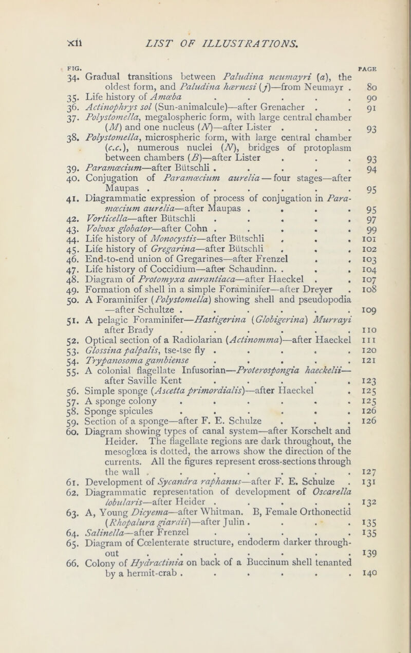 FIG. 34. Gradual transitions between Paludina neumayri [a), the oldest form, and Paludina hcernesi (j)—from Neumayr . 35. Life history of Amoeba ..... 36. Actinophrys sol (Sun-animalcule)—after Grenacher . 37. Polystomella, megalospheric form, with large central chamber (M) and one nucleus (N)—after Lister . 38. Polystotnella, microspheric form, with large central chamber {c.c.), numerous nuclei (W), bridges of protoplasm between chambers (B)—after Lister 39. Paramoecium—after Biitschli ..... 40. Conjugation of Paramoecium aurelia — four stages—after Maupas ....... 41. Diagrammatic expression of process of conjugation in Para- moecium aurdia—after Maupas .... 42. Vorticella—after Biitschli ..... 43. Volvox glob at or—after Cohn ..... 44. Life history of Monocystis—after Biitschli . . . 45. Life history of Gregarina—after Biitschli 46. End-to-end union of Gregarines—after Frenzel 47. Life history of Coccidium—after Schaudinn. . 48. Diagram of Protomyxa aurantiaca—after Haeckel . 49. Formation of shell in a simple Foraminifer—after Dreyer 50. A Foraminifer (Polystotnella) showing shell and pseudopodia —after Schultze ...... 51. A pelagic Foraminifer—Hastigerina (Globigcrina) Murrayi after Brady ...... 52. Optical section of a Radiolarian (Actinomma)—after Haeckel 53. Glossina palpalis, tse-tse fly . 54. Trypanosoma gambiense . ... . 55. A colonial flagellate Infusorian—Proterospongia haeckelii— after Saville Kent ..... 56. Simple sponge (Ascetta primordial!)—after Haeckel 57. A sponge colony ...... 58. Sponge spicules ...... 59. Section of a sponge—after F. E. Schulze 60. Diagram showing types of canal system—after Korschelt and Heider. The flagellate regions are dark throughout, the mesogloea is dotted, the arrows show the direction of the currents. All the figures represent cross-sections through the wall ....... 61. Development of Sycandra raphanus—after F. E. Schulze 62. Diagrammatic representation of development of Oscarella lobularis—after Heider ..... 63. A, Young Dicyema—after Whitman. B, Female Orthonectid [Rhopaluragiardii)—after Julin. 64. Salinella—after Frenzel . 65. Diagram of Coelenterate structure, endoderm darker through- out ••••••• 66. Colony of Hydractinia on back of a Buccinum shell tenanted by a hermit-crab ...... PAGE 80 90 91 93 93 94 95 95 97 99 101 102 103 104 107 108 109 no 111 120 121 123 125 125 126 126 127 131 132 135 135 139 140