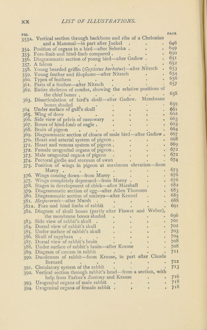 f X Vjf • 353A. Vertical section through backbone and ribs of a Chelonian and a Mammal—in part after Jaekel 354. Position of organs in a bird—after Selenka . 355. Fore-limb and hind-limb compared . 356. Diagrammatic section of young bird—after Gadovv . 357. A falcon . . 358. Young bearded griffin (Gypdetus barbatus)—after Nitzsch . 359. Young feather and filoplume—after Nitzsch 360. Types of feathers 361. Parts of a feather—after Nitzsch 362. Entire skeleton of condor, showing the relative positions of the chief bones ..•••• 363. Disarticulation of bird’s skull—after Gadow. Membrane bones shaded ...••• 364 Under surface of gull’s skull .... 365. Wing of dove ...... 366. Side view of pelvis of cassowary .... 367. Bones of hind-limb of eagle . 368. Brain of pigeon ...... 369. Diagrammatic section of cloaca of male bird—after Gadow . 370. Heart and arterial system of pigeon . 371. Heart and venous system of pigeon . 372. Female urogenital organs of pigeon . 373. Male urogenital organs of pigeon . 374. Pectoral girdle and sternum of swan 375. Position of wings in pigeon at maximum elevation—from Marey 376. Wings coming down—from Marey .... 377. Wings completely depressed—from Marey . 378. Stages in development of chick—after Marshall 379. Diagrammatic section of egg—after Allen Thomson 380. Diagrammatic section of embryo—after Kennel 381. Hesperornis—after Marsh . 381 A. Fore and hind limbs of rabbit . 382. Diagram of skull bones (partly after Flower and Weber), the membrane bones shaded .... 383. Side view of rabbit’s skull ..... 384. Dorsal view of rabbit’s skull .... 385. Under surface of rabbit’s skull .... 386. Skull of capybara ...... 387. Dorsal view of rabbit’s brain .... 388. Under surface of rabbit’s brain—after Krause 389. Diagram of caecum in rabbit .... 390. Duodenum of rabbit—from Krause, in part after Claude Bernard ...... 391. Circulatory system of the rabbit . . • 392. Vertical section through rabbit’s head—from a section, with help from Parker’s Zootomy and Krause 393. Urogenital organs of male rabbit . 394. Urogenital organs of female rabbit , . • . PAGE 646 649 650 651 652 653 654 656 657 658 659 661 662 663 663 664 667 668 669 672 672 674 675 676 676 682 683 685 688 691 696 701 702 703 704 708 708 711 712 713 716 718 718