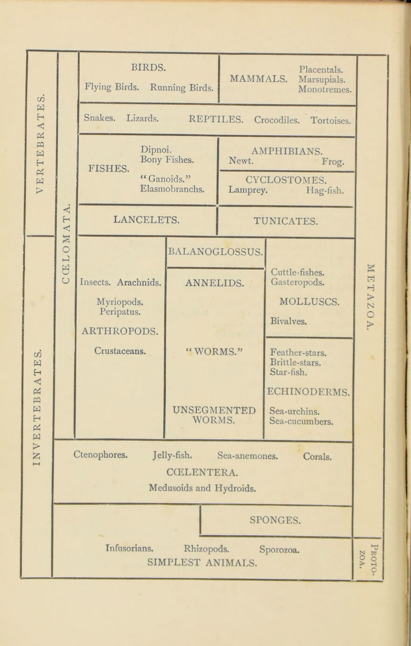 INVERTEBRATES. VERTEBRATES. Flying Birds. Running Birds. Placentals. MAMMALS. Marsupials. Monotremes. Snakes. Lizards. REPTILES. Crocodiles. Tortoises. Dipnoi. Bony Fishes. FISHES. AMPHIBIANS. Newt. Frog. “ Ganoids.” Elasmobranchs. CYCLOSTOMES. Lamprey. Flag-fish. < H c LANCELETS. TUNICATES. D 0 o BALANOGLOSSUS. Insects. Arachnids. ANNELIDS. Cuttle-fishes. Gasteropods. Myriopods. Peripatus. ARTHROPODS. MOLLUSCS. Bivalves. Crustaceans. “WORMS.” Feather-stars. Brittle-stars. Star-fish. ECHINODERMS. UNSEGMENTED WORMS. Sea-urchins. Sea-cucumbers. Ctenophores. Jelly-fish. Sea-anemones. Corals. CCELENTERA. Medusoids and Hydroids. SPONGES. Infusorians. Rhizopods. Sporozoa. SIMPLEST ANIMALS. H > N O > Proto-