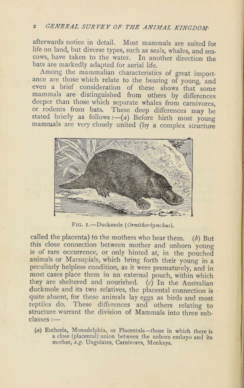 afterwards notice in detail. Most mammals are suited for life on land, but diverse types, such as seals, whales, and sea- cows, have taken to the water. In another direction the bats are markedly adapted for aerial life. Among the mammalian characteristics of great import- ance are those which relate to the bearing of young, and even a brief consideration of these shows that some mammals are distinguished from others by differences deeper than those which separate whales from carnivores, or rodents from bats. These deep differences may be stated briefly as follows:—(a) Before birth most young mammals are very closely united (by a complex structure Fig. I.—Duckmole (Ornithorhynchus). called the placenta) to the mothers who bear them, (b) But this close connection between mother and unborn young is of rare occurrence, or only hinted at, in the pouched animals or Marsupials, which bring forth their young in a peculiarly helpless condition, as it were prematurely, and in most cases place them in an external pouch, within which they are sheltered and nourished, (c) In the Australian duckmole and its two relatives, the placental connection is quite absent, for these animals lay eggs as birds and most reptiles do. These differences and others relating to structure warrant the division of Mammals into three sub- classes :— (a) Eutheria, Monodelphia, or Placentals—those in which there is a close (placental) union between the unborn embryo and its mother, e.g. Ungulates, Carnivores, Monkeys.
