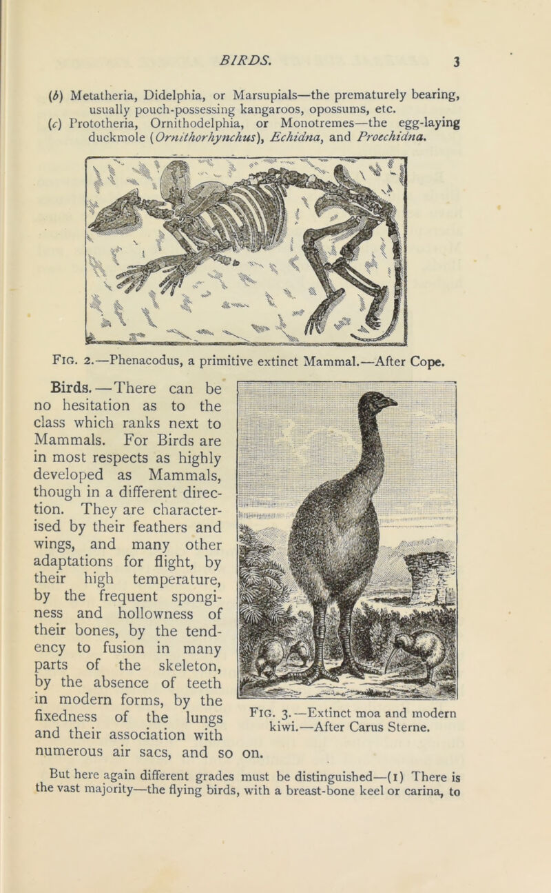 (/>) Metatheria, Didelphia, or Marsupials—the prematurely bearing, usually pouch-possessing kangaroos, opossums, etc. (c) Prototheria, Ornithodelphia, or Monotremes—the egg-laying duckmole (Ornithorhynchus), Echidna, and Proechidna. Fig. 2.—Phenacodus, a primitive extinct Mammal.—After Cope. Birds.—There can be no hesitation as to the class which ranks next to Mammals. For Birds are in most respects as highly developed as Mammals, though in a different direc- tion. They are character- ised by their feathers and wings, and many other adaptations for flight, by their high temperature, by the frequent spongi- ness and hollowness of their bones, by the tend- ency to fusion in many parts of the skeleton, by the absence of teeth in modern forms, by the fixedness of the lungs and their association with numerous air sacs, and so on. But here again different grades must be distinguished—(i) There the vast majority—the flying birds, with a breast-bone keel or carina, Fig. 3.—Extinct moa and modern kiwi.—After Carus Sterne.