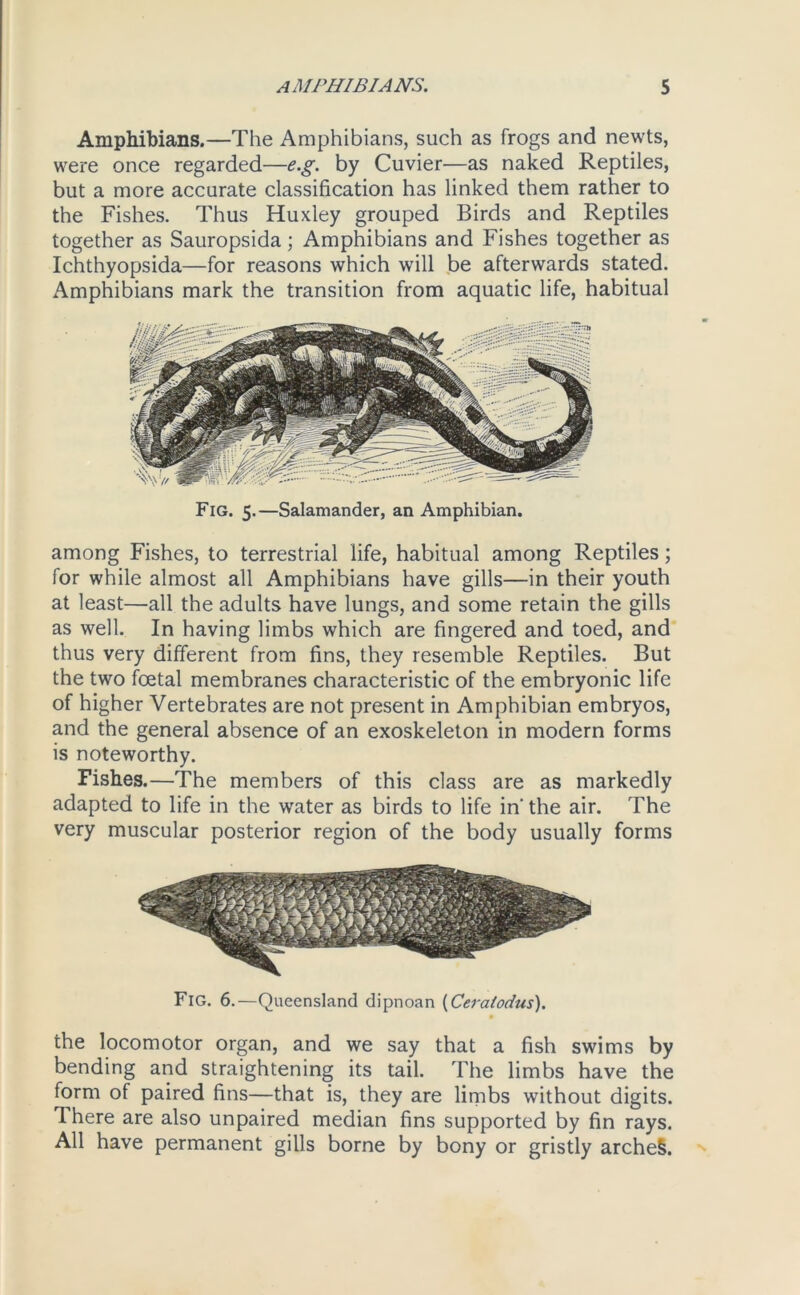 Amphibians.—The Amphibians, such as frogs and newts, were once regarded—e.g. by Cuvier—as naked Reptiles, but a more accurate classification has linked them rather to the Fishes. Thus Huxley grouped Birds and Reptiles together as Sauropsida; Amphibians and Fishes together as Ichthyopsida—for reasons which will be afterwards stated. Amphibians mark the transition from aquatic life, habitual Fig. 5.—Salamander, an Amphibian. among Fishes, to terrestrial life, habitual among Reptiles; for while almost all Amphibians have gills—in their youth at least—all the adults have lungs, and some retain the gills as well. In having limbs which are fingered and toed, and thus very different from fins, they resemble Reptiles. But the two foetal membranes characteristic of the embryonic life of higher Vertebrates are not present in Amphibian embryos, and the general absence of an exoskeleton in modern forms is noteworthy. Fishes.—The members of this class are as markedly adapted to life in the water as birds to life in’the air. The very muscular posterior region of the body usually forms Fig. 6.—Queensland dipnoan (Ceratodus). the locomotor organ, and we say that a fish swims by bending and straightening its tail. The limbs have the form of paired fins—that is, they are limbs without digits. There are also unpaired median fins supported by fin rays. All have permanent gills borne by bony or gristly arche§.