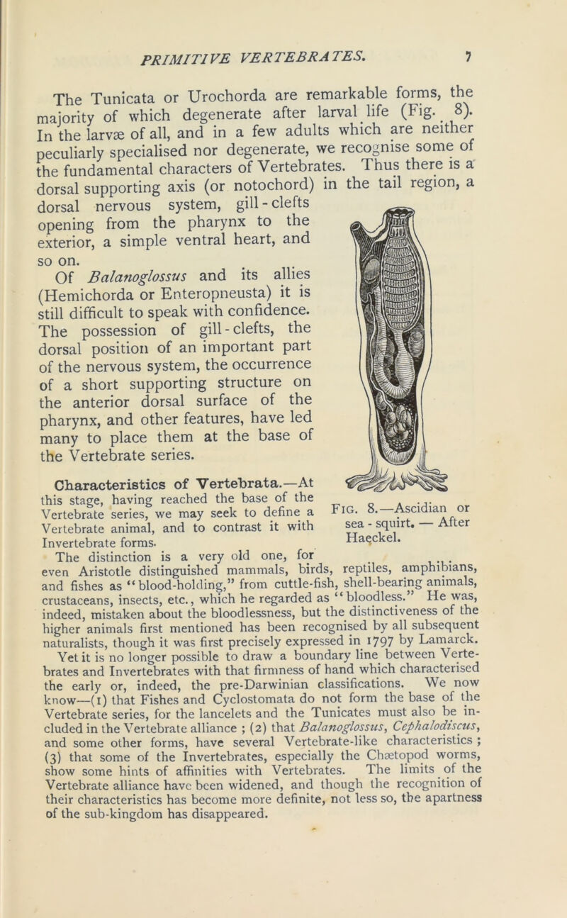 The Tunicata or Urochorda are remarkable forms, the majority of which degenerate after larval life (Fig. _ 8). In the larvae of all, and in a few adults which are neither peculiarly specialised nor degenerate, we recognise some of the fundamental characters of Vertebrates. Thus there is a dorsal supporting axis (or notochord) in the tail region, a dorsal nervous system, gill-clefts opening from the pharynx to the exterior, a simple ventral heart, and so on. Of Balanoglossus and its allies (Hemichorda or Enteropneusta) it is still difficult to speak with confidence. The possession of gill - clefts, the dorsal position of an important part of the nervous system, the occurrence of a short supporting structure on the anterior dorsal surface of the pharynx, and other features, have led many to place them at the base of the Vertebrate series. Characteristics of Vertehrata.—At this stage, having reached the base of the Vertebrate series, we may seek to define a Vertebrate animal, and to contrast it with Invertebrate forms. The distinction is a very old one, for < even Aristotle distinguished mammals, birds, reptiles, amphibians, and fishes as “blood-holding,” from cuttle-fish, shell-bearing animals, crustaceans, insects, etc., which he regarded as “bloodless. He was, indeed, mistaken about the bloodlessness, but the distinctiveness of the higher animals first mentioned has been recognised by all subsequent naturalists, though it was first precisely expressed in 1797 by Lamarck. Yet it is no longer possible to draw a boundary line between Verte- brates and Invertebrates with that firmness of hand which characterised the early or, indeed, the pre-Darwinian classifications. We now know—(i) that Fishes and Cyclostomata do not form the base of the Vertebrate series, for the lancelets and the Tunicates must also be in- cluded in the Vertebrate alliance ; (2) that Balanoglossus, Cephalodiscus, and some other forms, have several Vertebrate-like characteristics ; (3) that some of the Invertebrates, especially the Chaetopod worms, show some hints of affinities with Vertebrates. The limits. of the Vertebrate alliance have been widened, and though the recognition of their characteristics has become more definite, not less so, the apartness of the sub-kingdom has disappeared. Fig. 8.—Ascidian or sea - squirt. — After Haeckel.