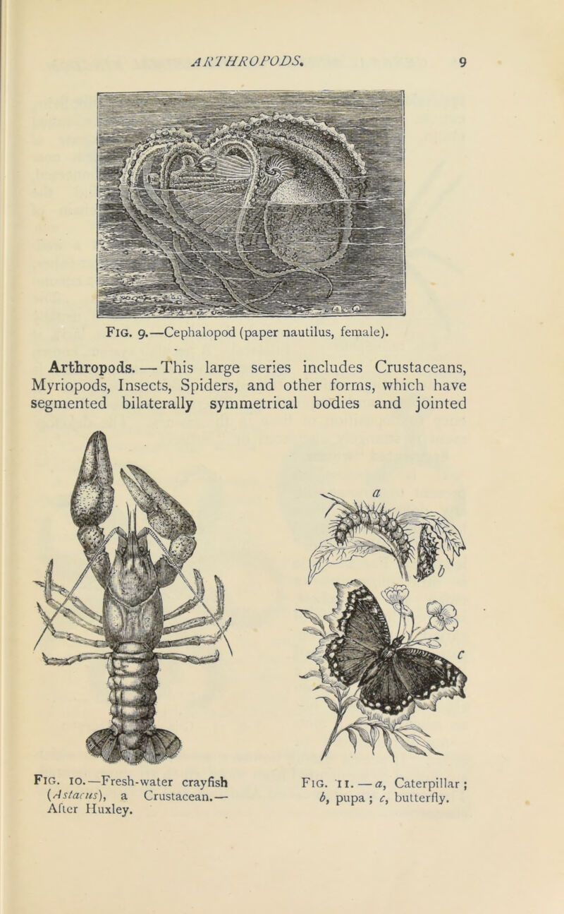 Fig. 9.—Cephalopod (paper nautilus, female). Arthropods. — This large series includes Crustaceans, Myriopods, Insects, Spiders, and other forms, which have segmented bilaterally symmetrical bodies and jointed Fig. 10.—Fresh-water crayfish Fig. ii.—a, Caterpillar; (Astacus), a Crustacean.— b, pupa; c, butterfly. After Huxley.