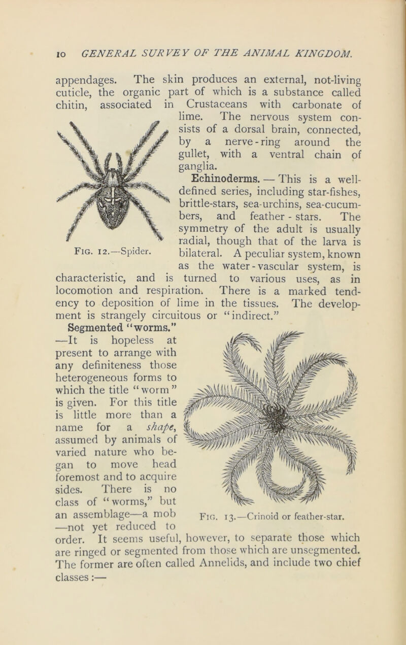 appendages. The skin produces an external, not-living cuticle, the organic part of which is a substance called chitin, associated in Crustaceans with carbonate of lime. The nervous system con- sists of a dorsal brain, connected, by a nerve-ring around the gullet, with a ventral chain of ganglia. Echinoderms. — This is a well- defined series, including star-fishes, brittle-stars, sea-urchins, sea-cucum- bers, and feather - stars. The symmetry of the adult is usually radial, though that of the larva is Fig. 12. Spider. bilateral. A peculiar system, known as the water - vascular system, is characteristic, and is turned to various uses, as in locomotion and respiration. There is a marked tend- ency to deposition of lime in the tissues. The develop- ment is strangely circuitous or “indirect.” Segmented “worms.” —It is hopeless at present to arrange with any definiteness those heterogeneous forms to which the title “ worm ” is given. For this title is little more than a name for a shape, assumed by animals of varied nature who be- gan to move head foremost and to acquire sides. There is no class of “worms,” but an assemblage a mob p1G ^—Crinoid or feather-star. —not yet reduced to order. It seems useful, however, to separate those which are ringed or segmented from those which are unsegmented. The former are often called Annelids, and include two chief classes:—