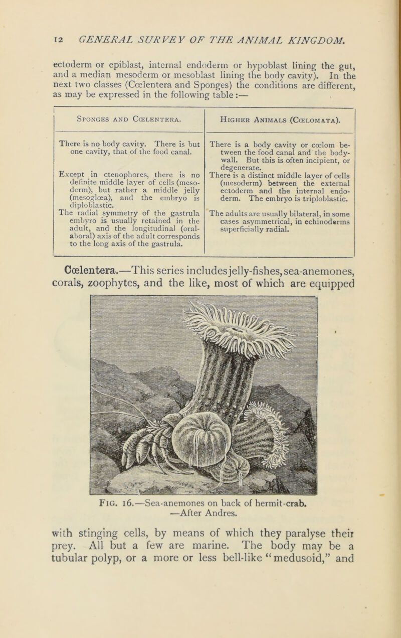 ectoderm or epiblast, internal endoderm or hypoblast lining the gut, and a median mesoderm or mesoblast lining the body cavity). In the next two classes (Coelentera and Sponges) the conditions are different, as may be expressed in the following table:— 1 Sfonges and Coelentera. Higher Animals (Ccelomata). There is no body cavity. There is but one cavity, that of the food canal. Except in ctenophores, there is no definite middle layer of cells (meso- derm), but rather a middle jelly (mesogloea), and the embryo is diploblastic. The radial symmetry of the gastrula embyro is usually retained in the adult, and the longitudinal (oral- aboral) axis of the adult corresponds to the long axis of the gastrula. There is a body cavity or coelom be- tween the food canal and the body- wall. But this is often incipient, or degenerate. There is a distinct middle layer of cells (mesoderm) between the external ectoderm and the internal endo- derm. The embryo is triploblastic. The adults are usually bilateral, in some cases asymmetrical, in echinoderms superficially radial. Coelentera.—This series includes jelly-fishes, sea-anemones, corals, zoophytes, and the like, most of which are equipped Fig. i6.—Sea-anemones on back of hermit-crab. —After Andres. with stinging cells, by means of which they paralyse their prey. All but a few are marine. The body may be a tubular polyp, or a more or less bell-like “ medusoid,” and