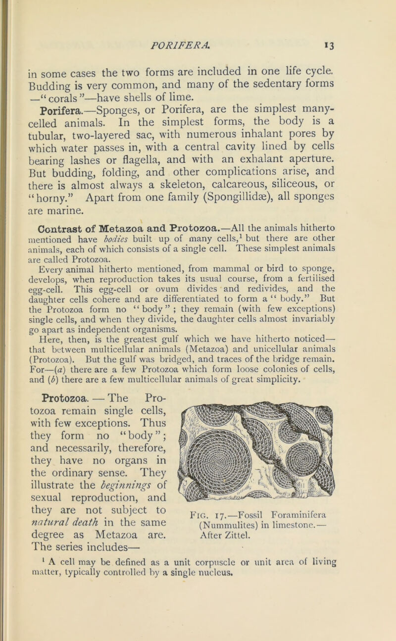 in some cases the two forms are included in one life cycle. Budding is very common, and many of the sedentary forms —“ corals ”—have shells of lime. Porifera.—Sponges, or Porifera, are the simplest many- celled animals. In the simplest forms, the body is a tubular, two-layered sac, with numerous inhalant pores by which water passes in, with a central cavity lined by cells bearing lashes or flagella, and with an exhalant aperture. But budding, folding, and other complications arise, and there is almost always a skeleton, calcareous, siliceous, or “ horny.” Apart from one family (Spongillidse), all sponges are marine. Contrast of Metazoa and Protozoa.—All the animals hitherto mentioned have bodies built up of many cells,1 but there are other animals, each of which consists of a single cell. These simplest animals are called Protozoa. Every animal hitherto mentioned, from mammal or bird to sponge, develops, when reproduction takes its usual course, from a fertilised egg-cell. This egg-cell or ovum divides and redivides, and the daughter cells cohere and are differentiated to form a “ body.” But the Protozoa form no “body”; they remain (with few exceptions) single cells, and when they divide, the daughter cells almost invariably go apart as independent organisms. Here, then, is the greatest gulf which we have hitherto noticed— that between multicellular animals (Metazoa) and unicellular animals (Protozoa). But the gulf was bridged, and traces of the bridge remain. For—(a) there are a few Protozoa which form loose colonies of cells, and (b) there are a few multicellular animals of great simplicity. Protozoa. — The Pro- tozoa remain single cells, with few exceptions. Thus they form no “body”; and necessarily, therefore, they have no organs in the ordinary sense. They illustrate the beginnings of sexual reproduction, and they are not subject to natural death in the same degree as Metazoa are. The series includes— 1 A cell may be defined as a unit corpuscle or unit area of living matter, typically controlled by a single nucleus. Fig. 17.—Fossil Foraminifera (Nummulites) in limestone.— After Zittel.